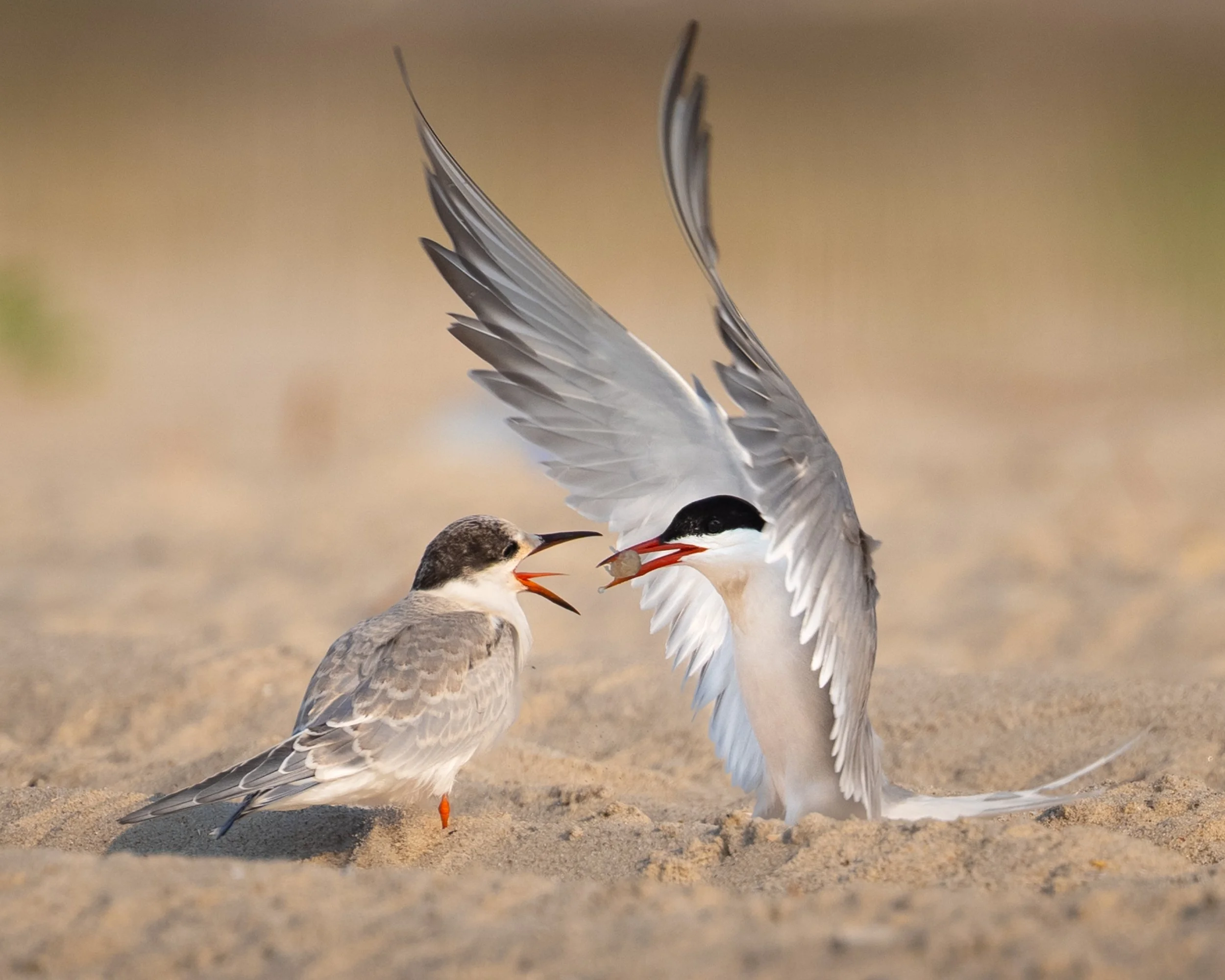 Common Terns, Nassau County