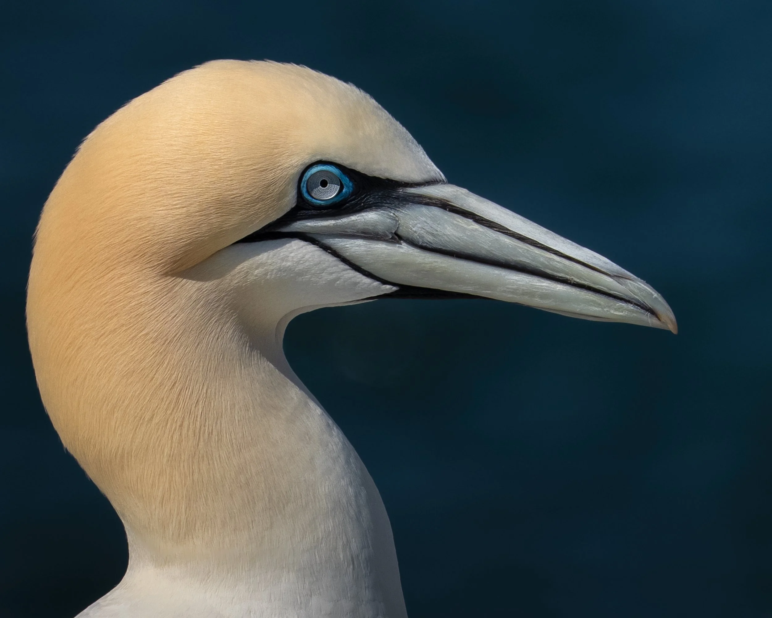 Northern Gannet, ME