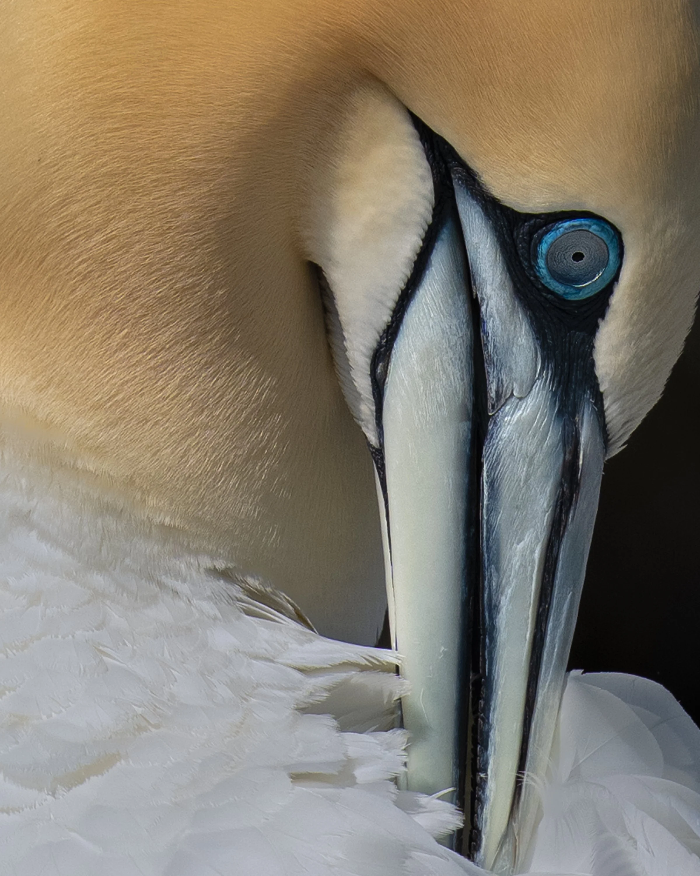 Northern Gannet, ME