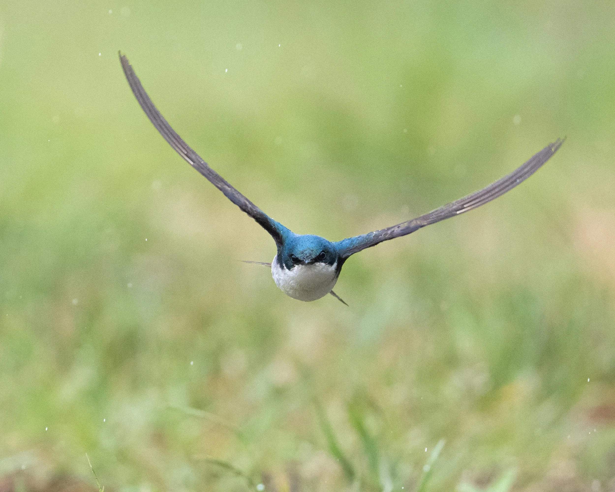 Tree Swallow, Queens