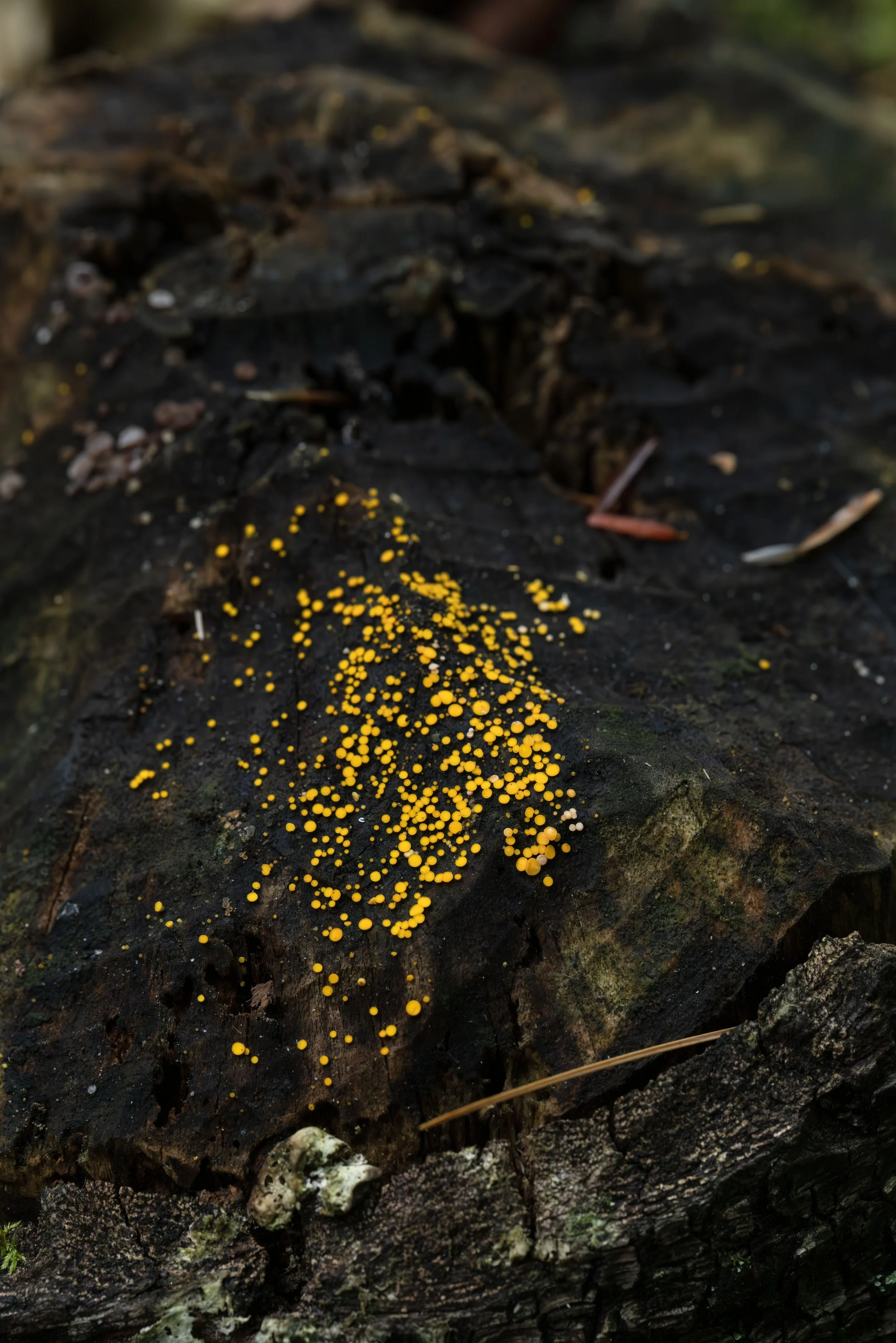 Fairy cup fungi