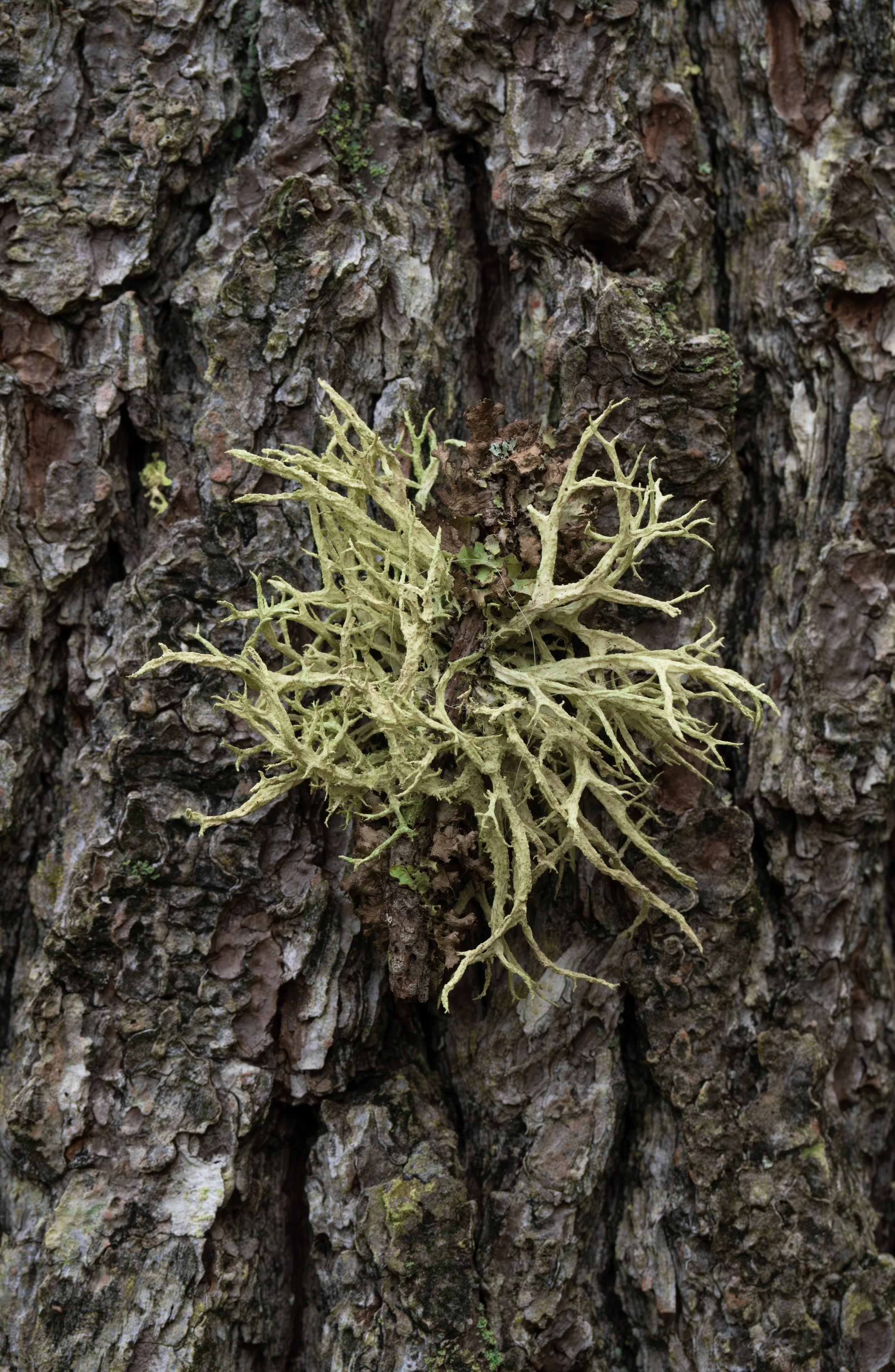 Oakmoss lichen