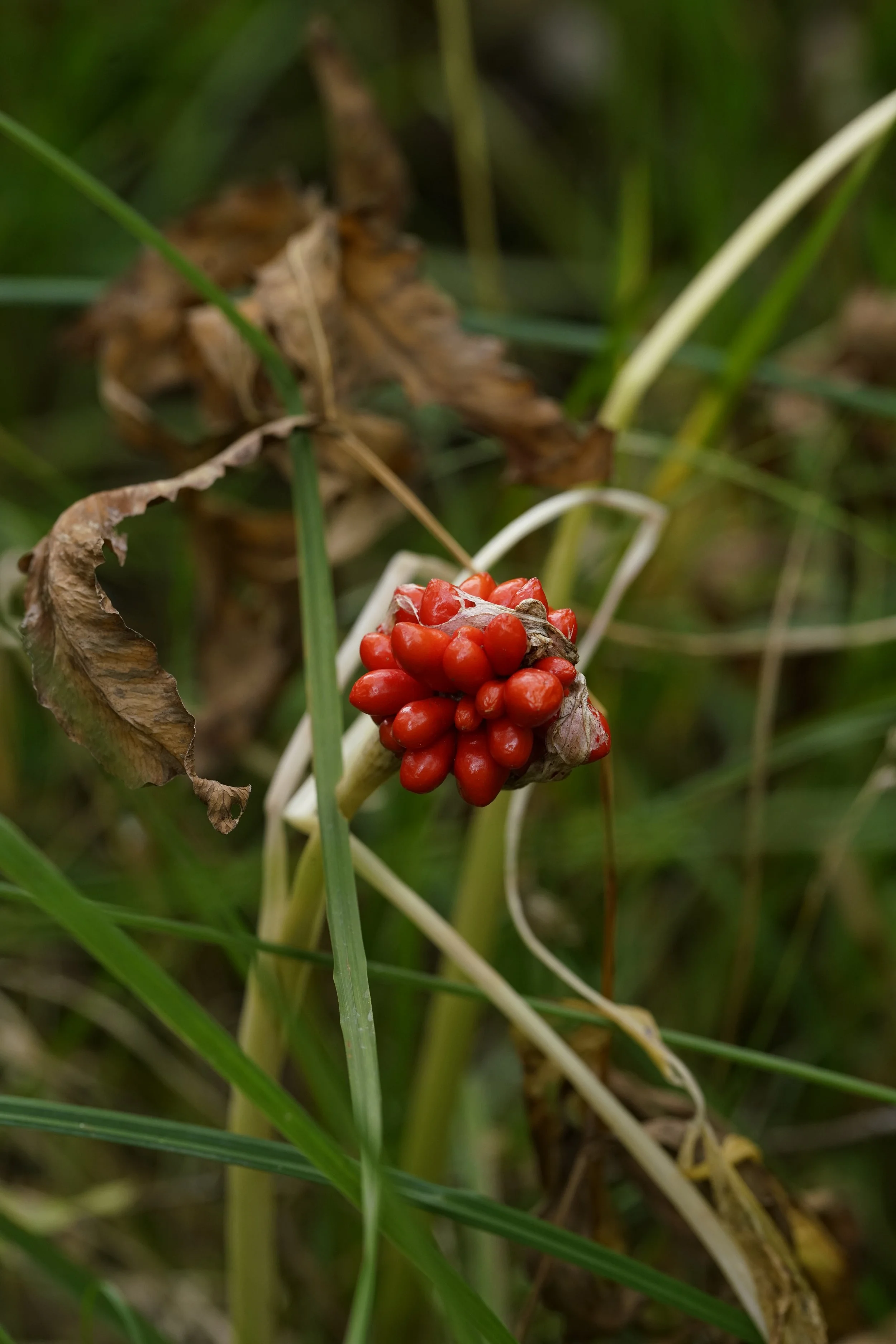 Jack in the pulpit