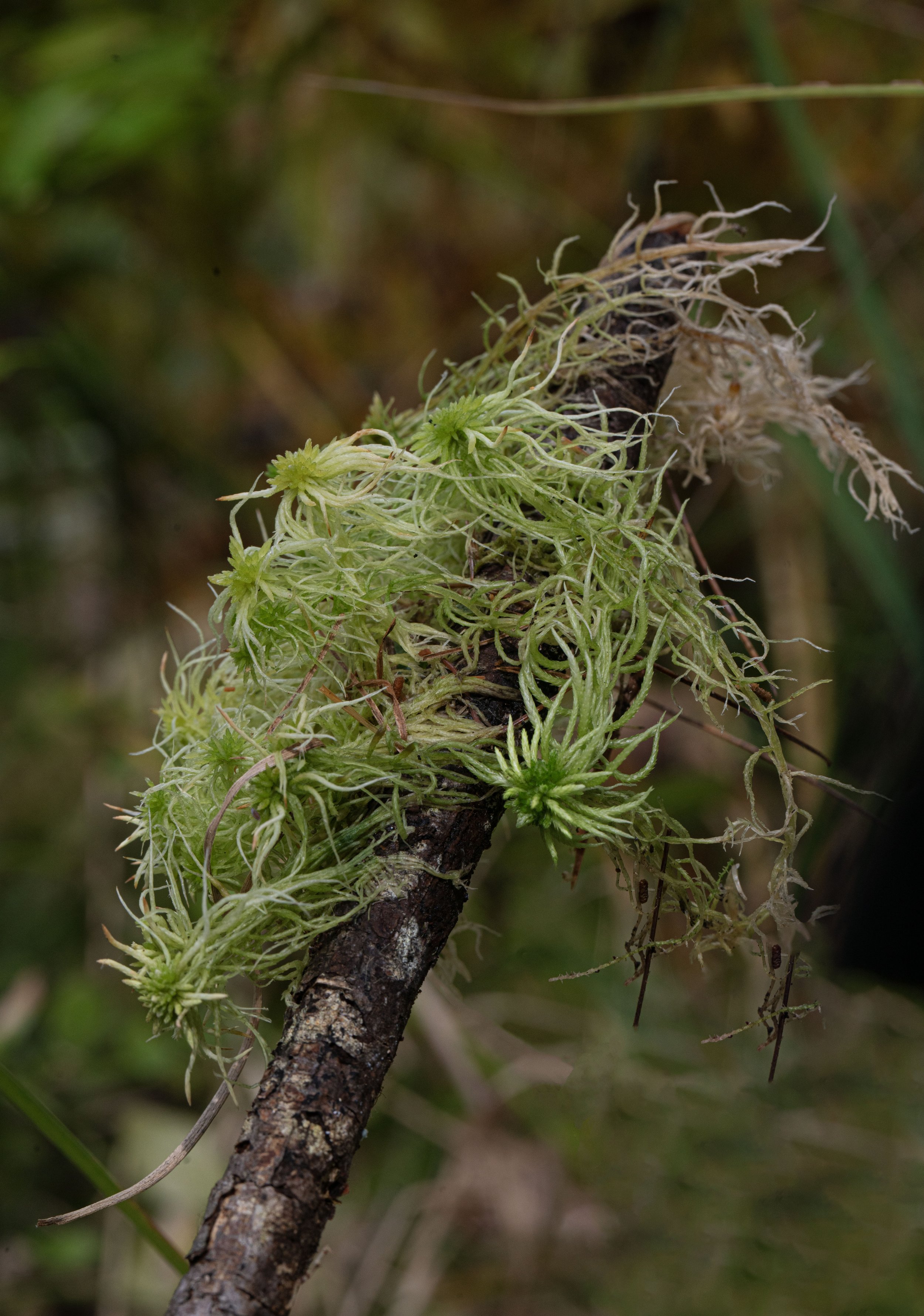 Sphagnum moss