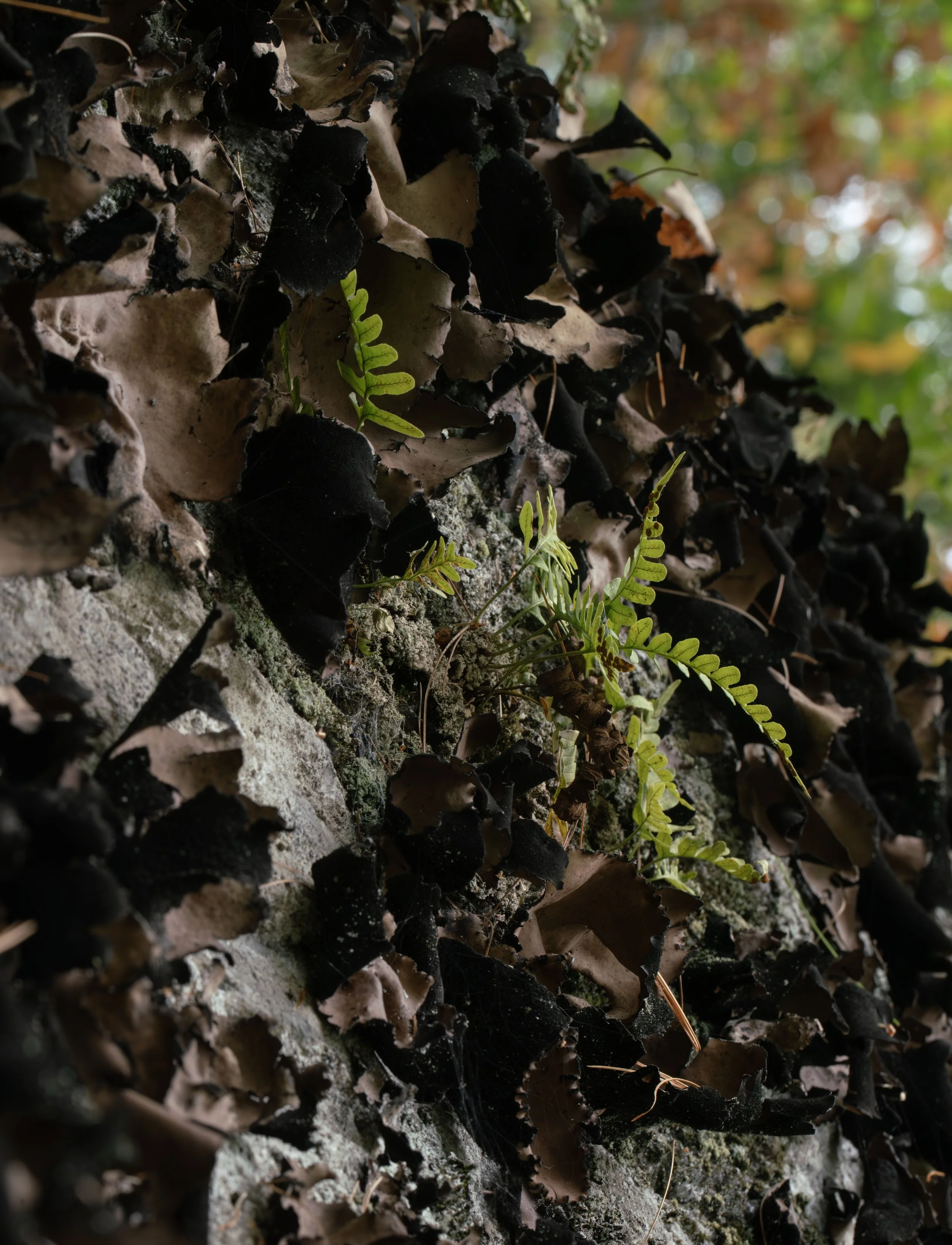 Tripe lichen