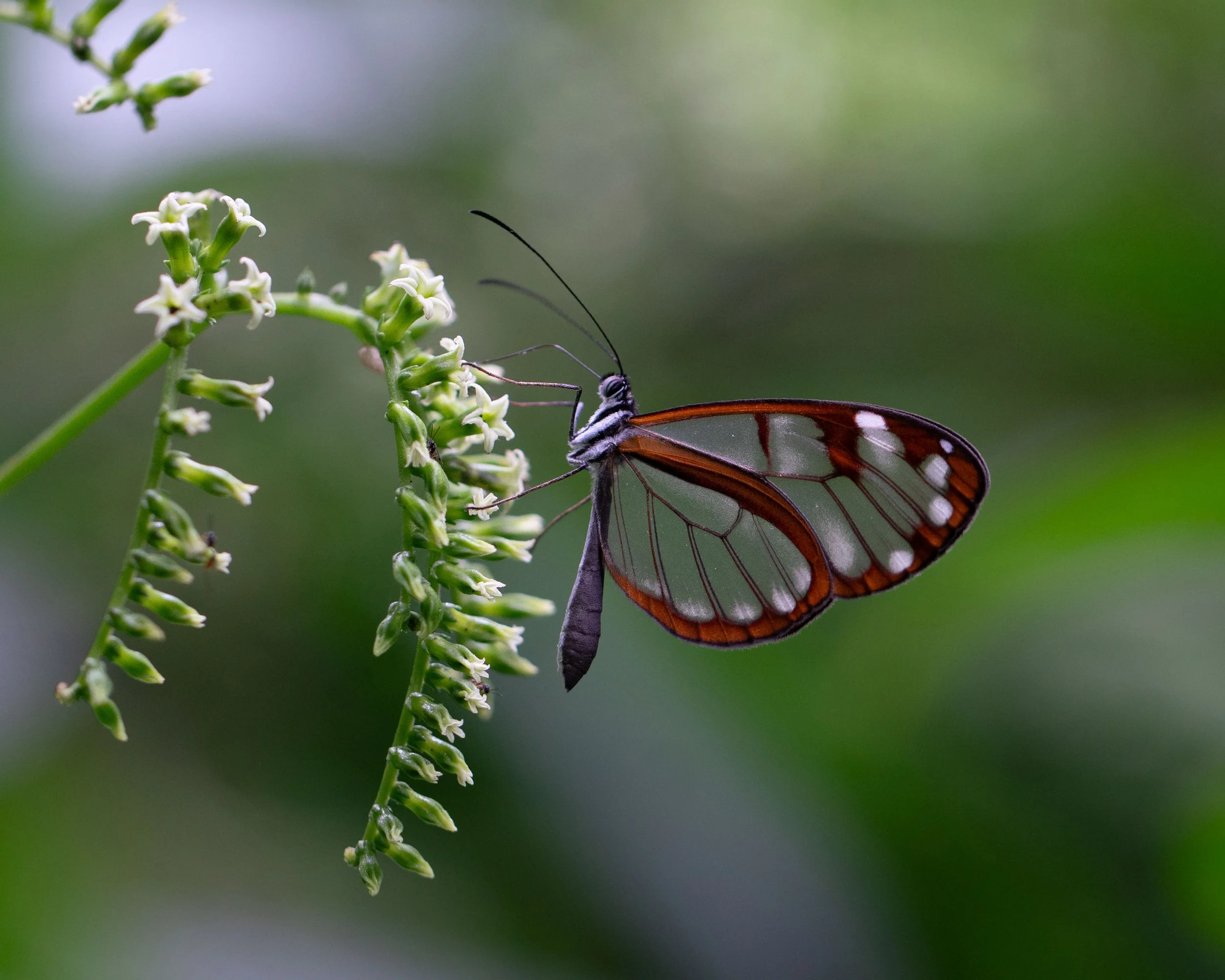 Clearwing_MonteVerde.jpg