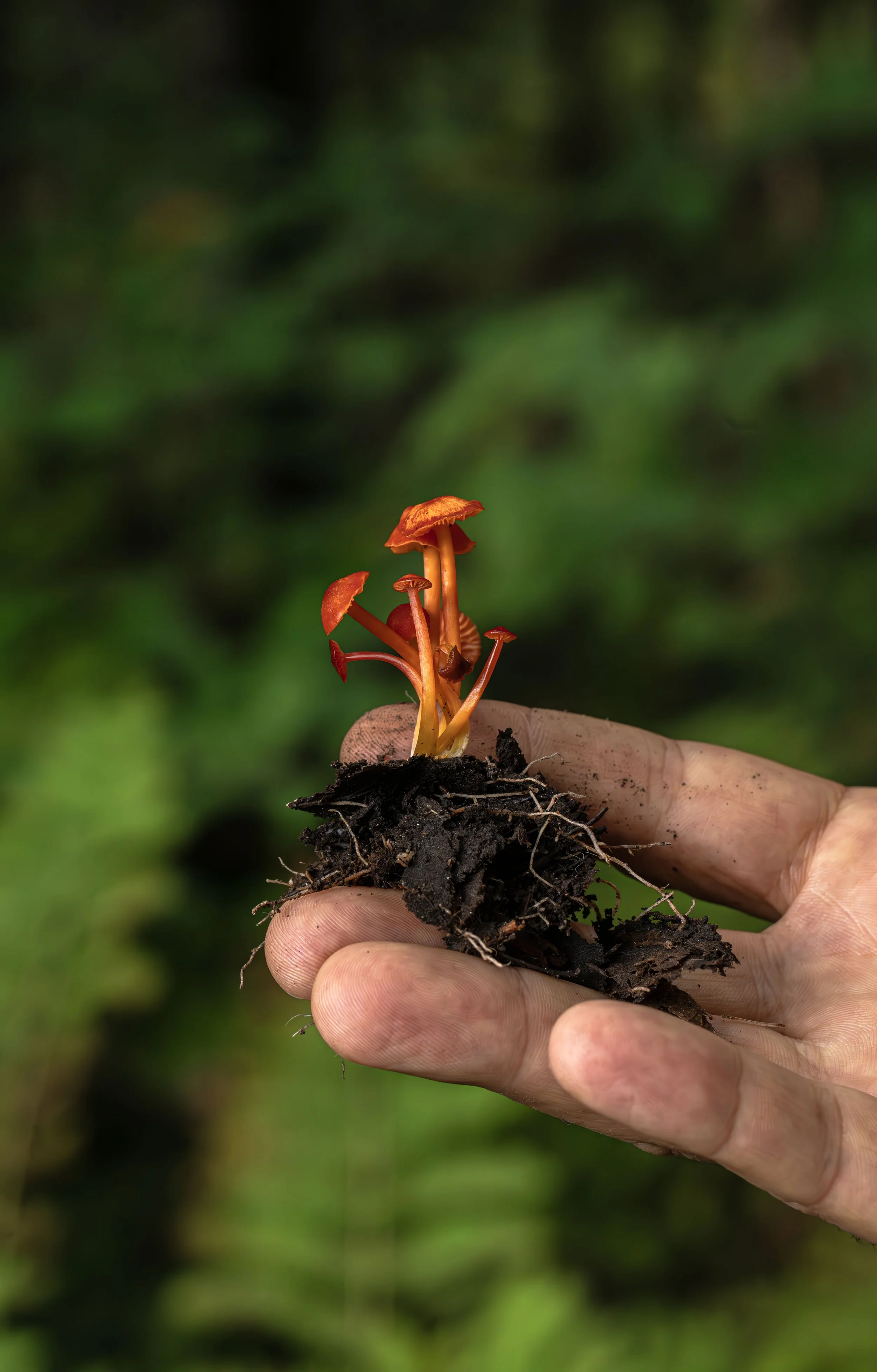 Waxcaps