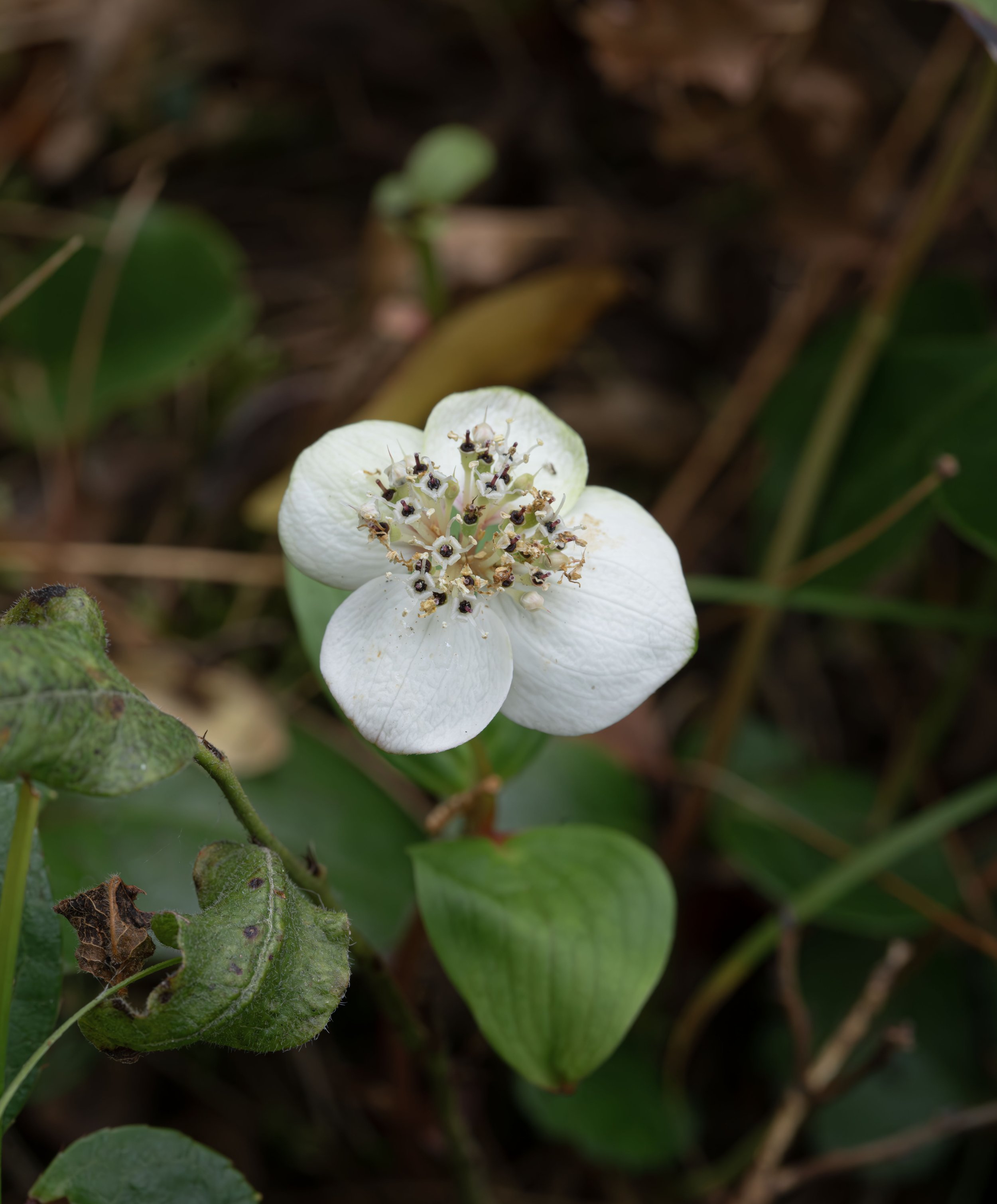 Bunchberry