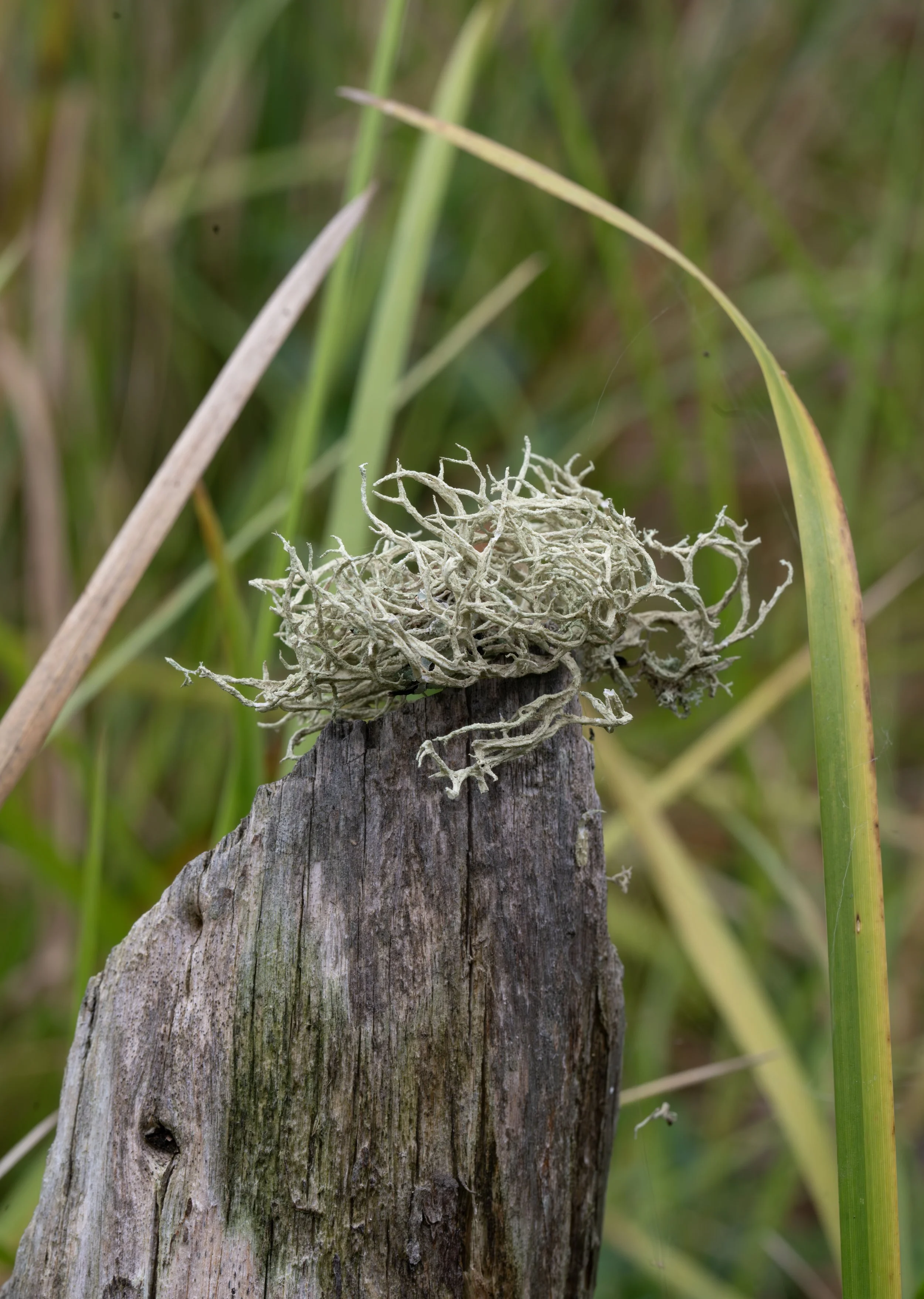 Boreal oakmoss