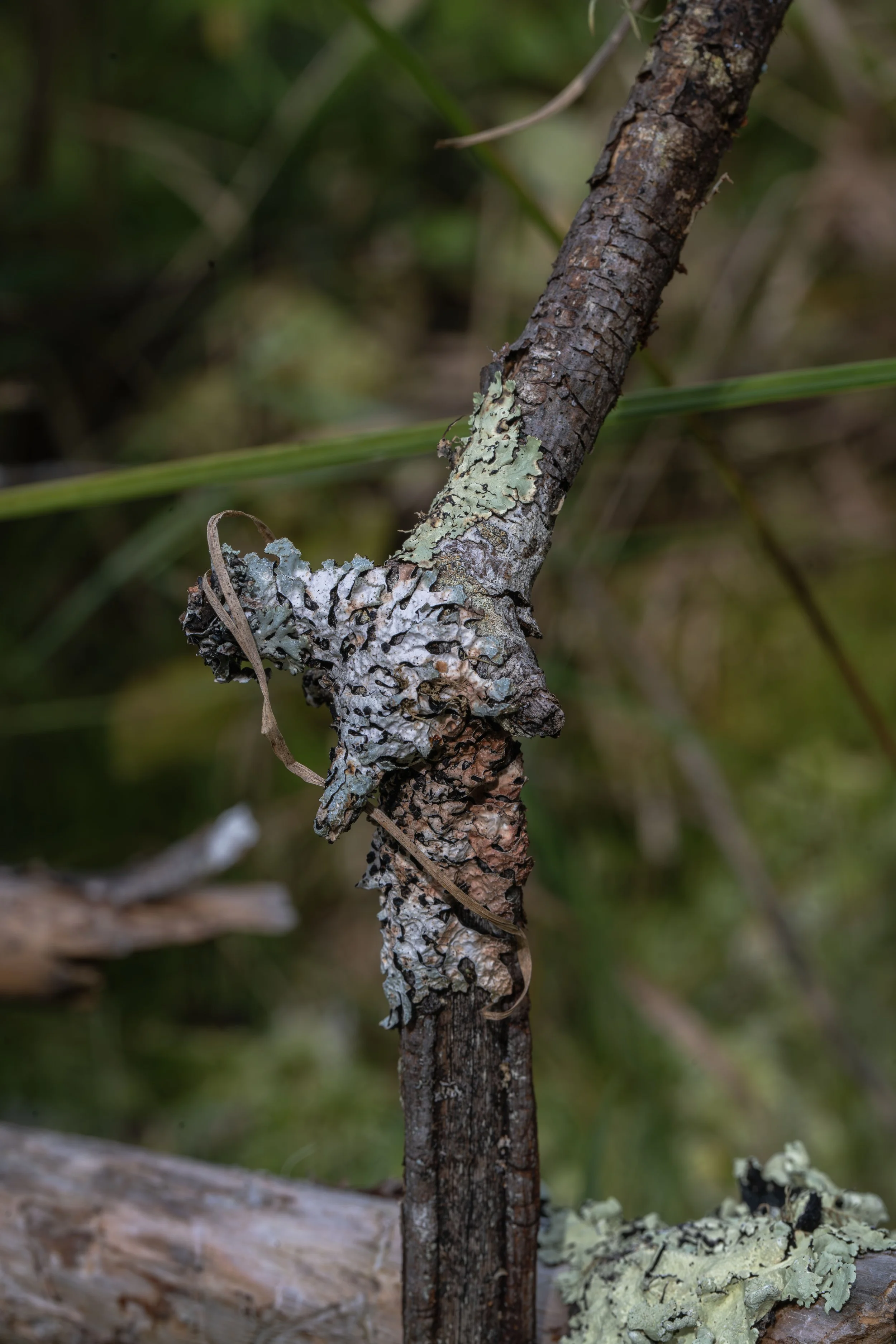 Shield lichen