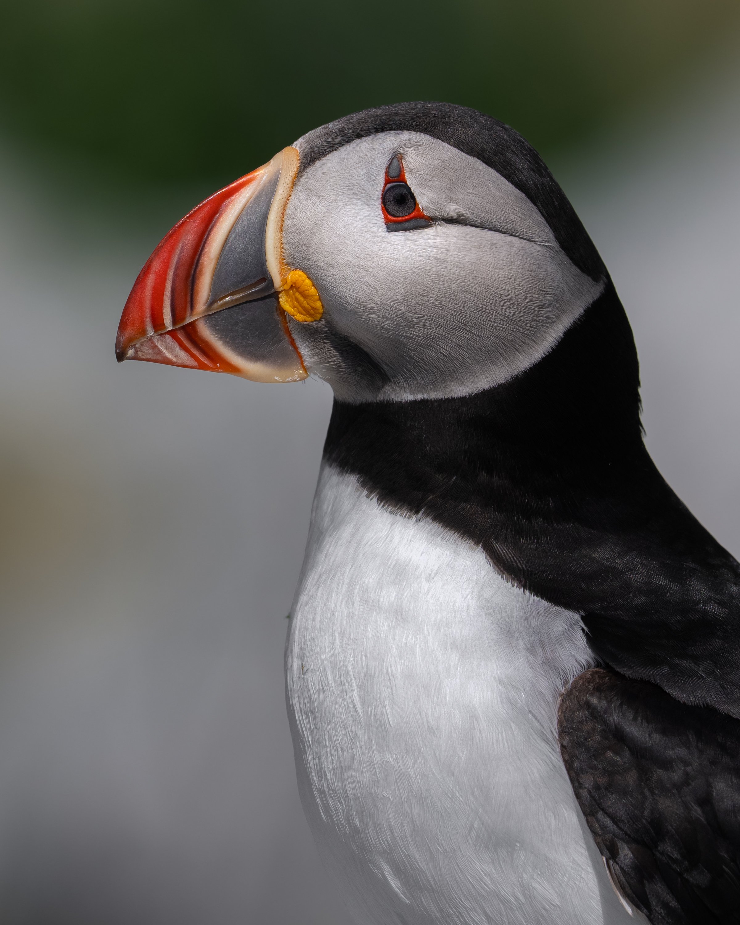 Atlantic Puffin, ME 