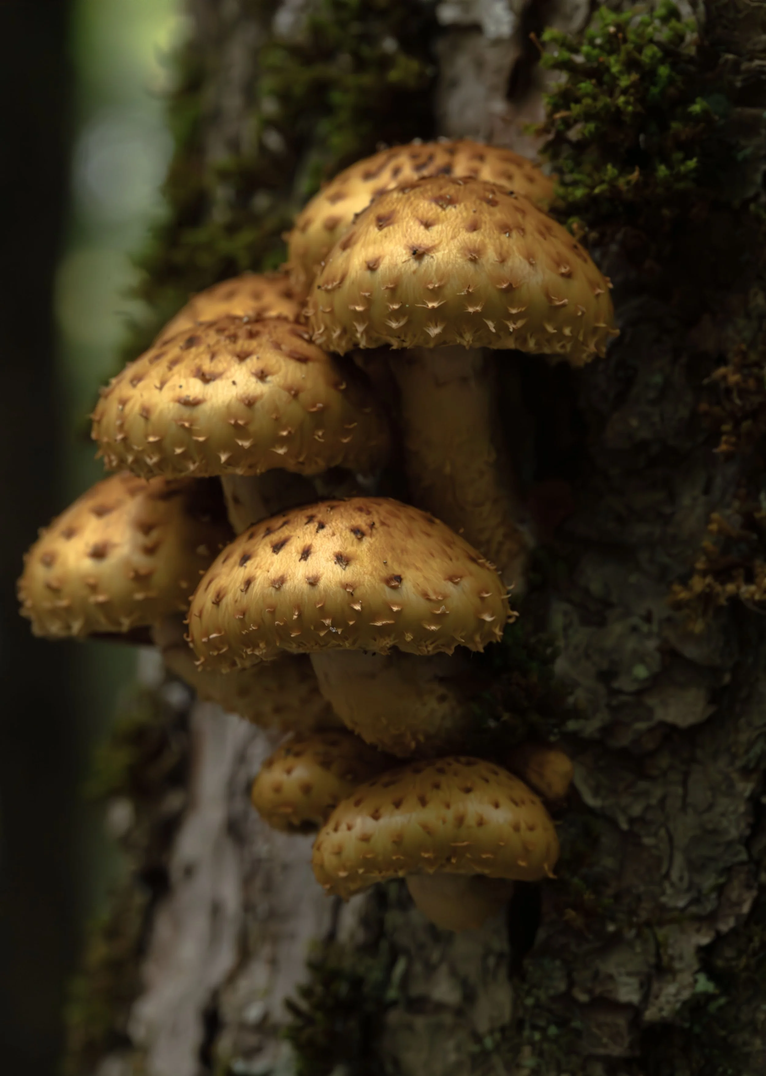 Scalycaps