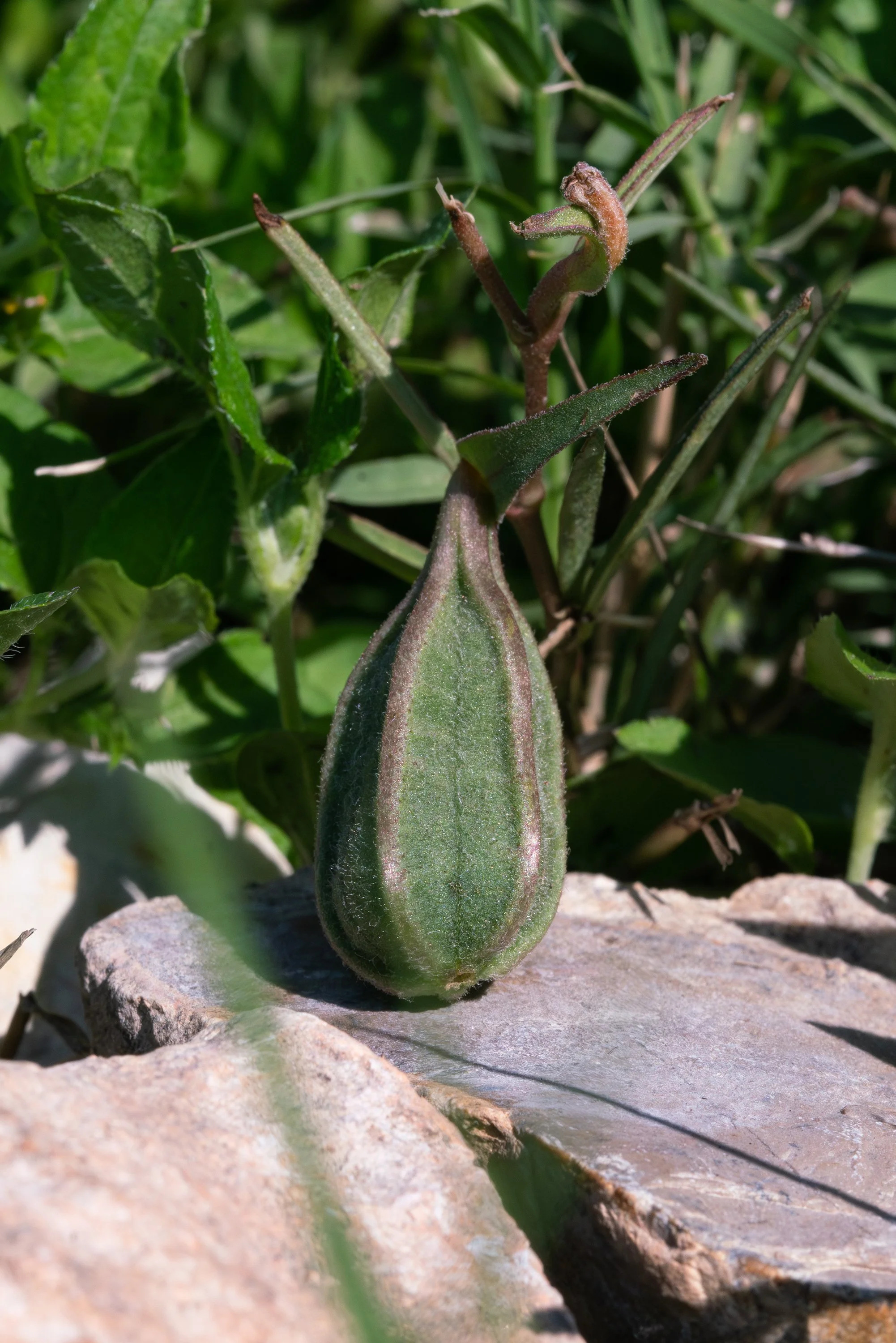 Aristolochia Erecta pod_edit sized.jpg