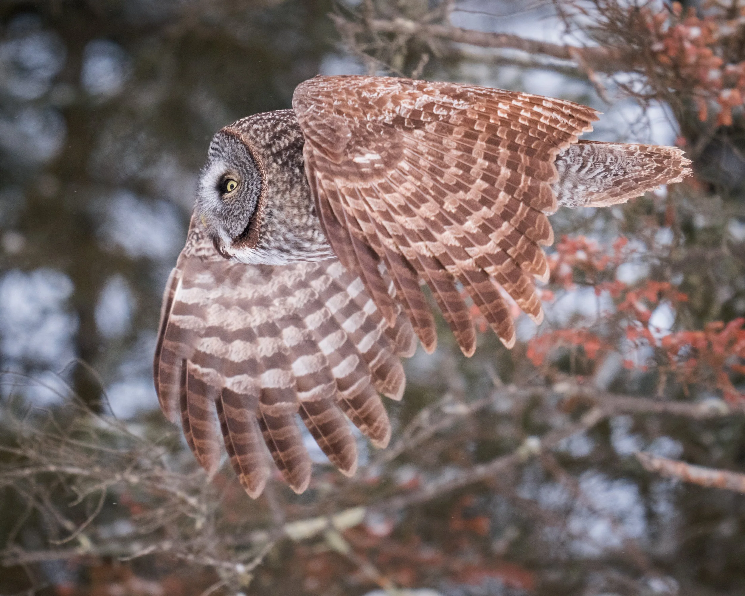 Great Gray Owl