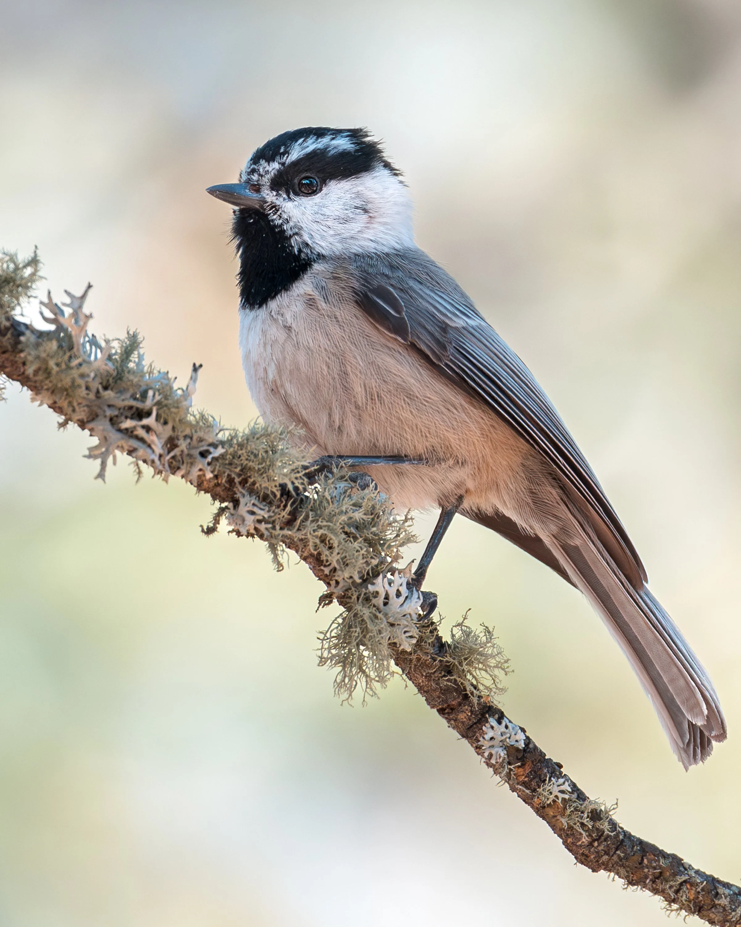 Mountain Chickadee