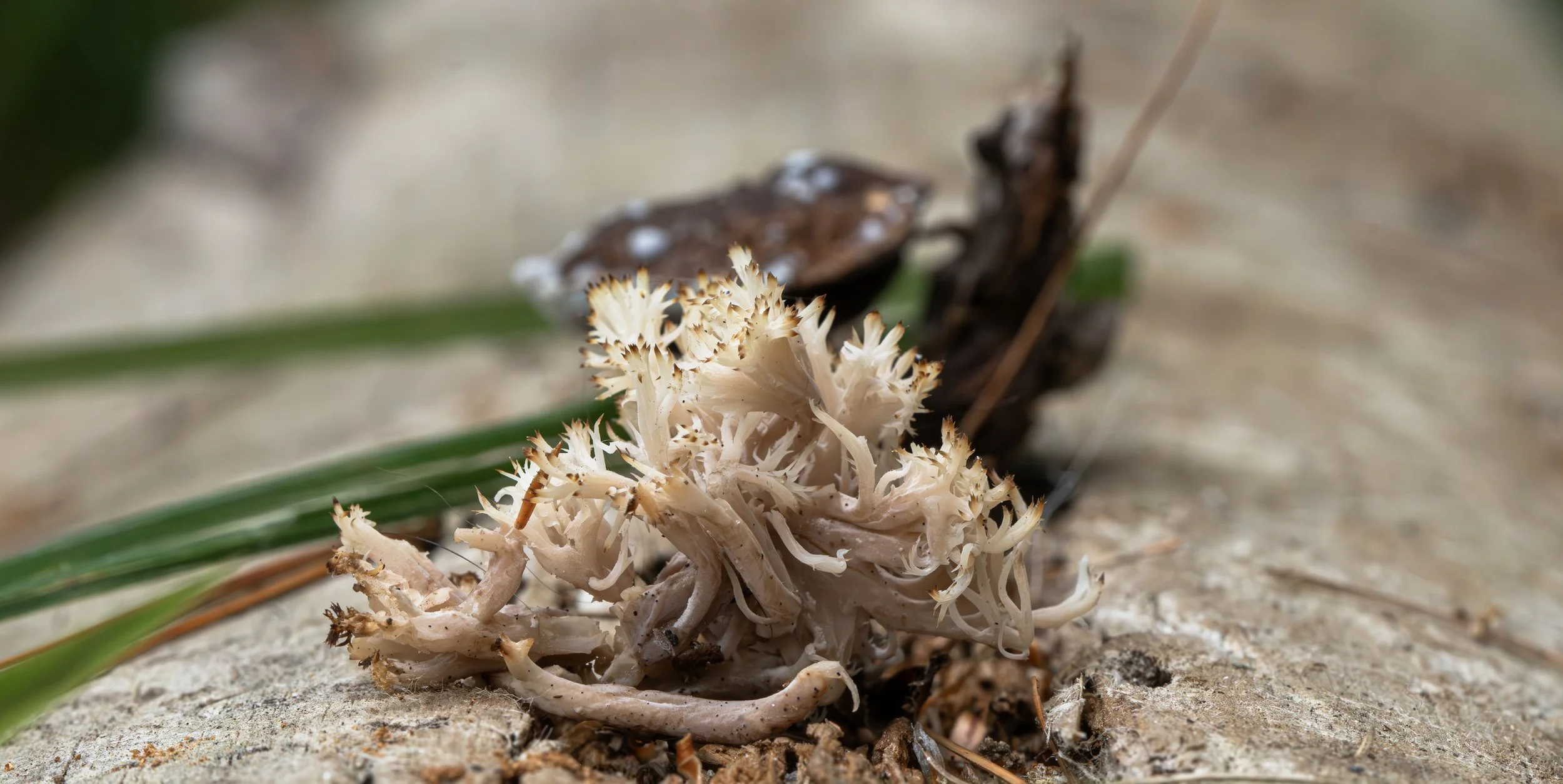 Coral tooth fungus
