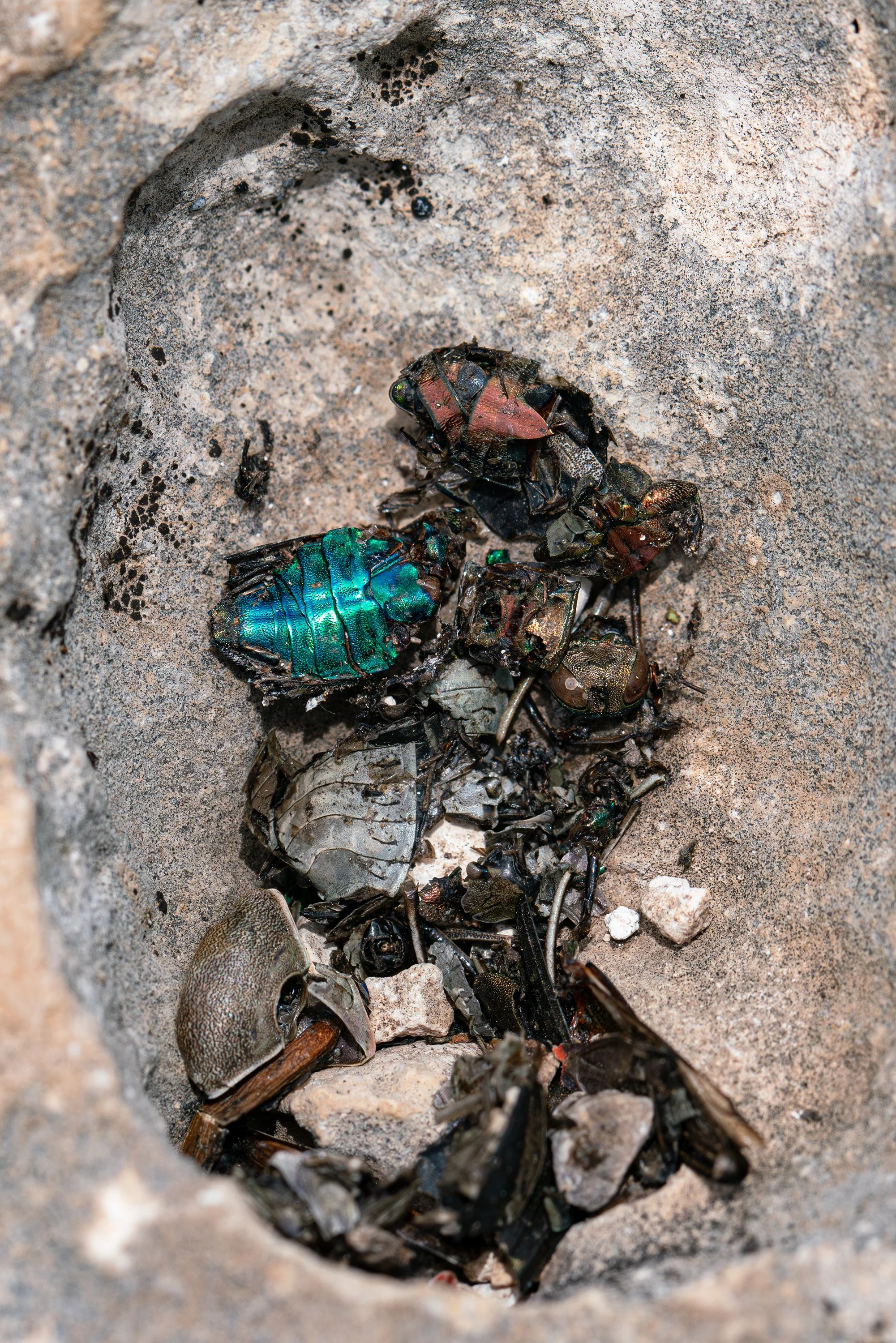 beetle bones? edit_1 sized.jpg
