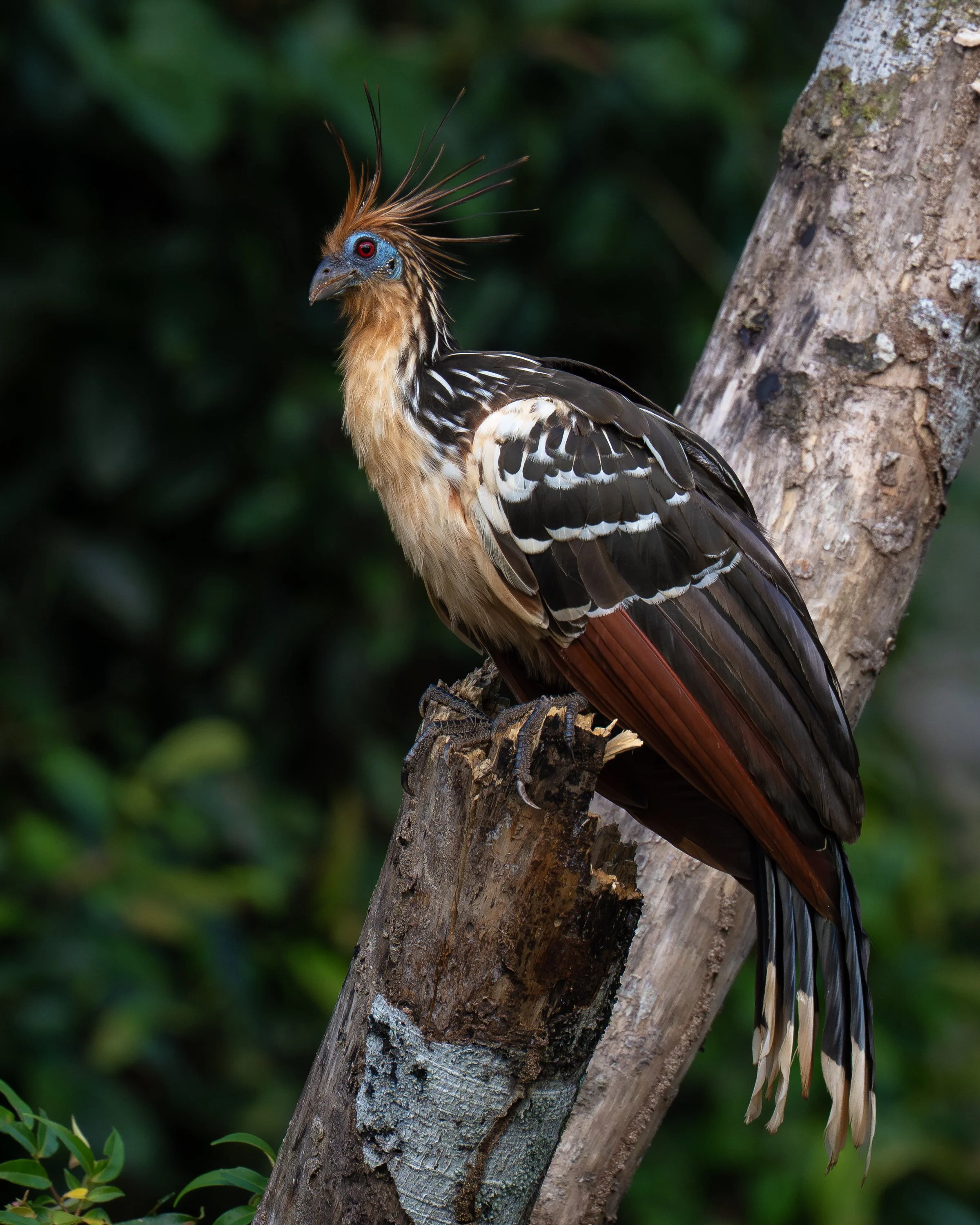 Hoatzin