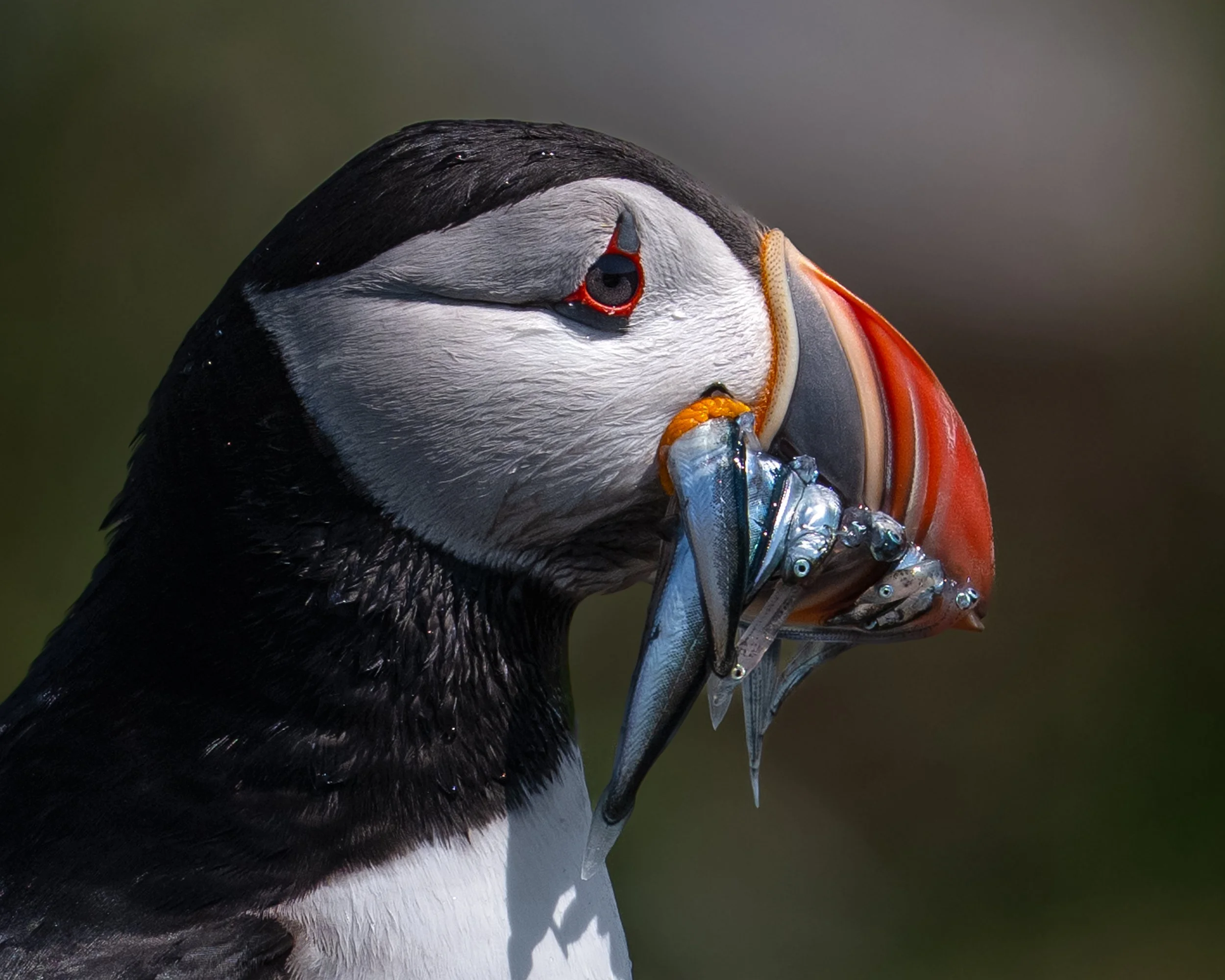 Atlantic Puffin, ME