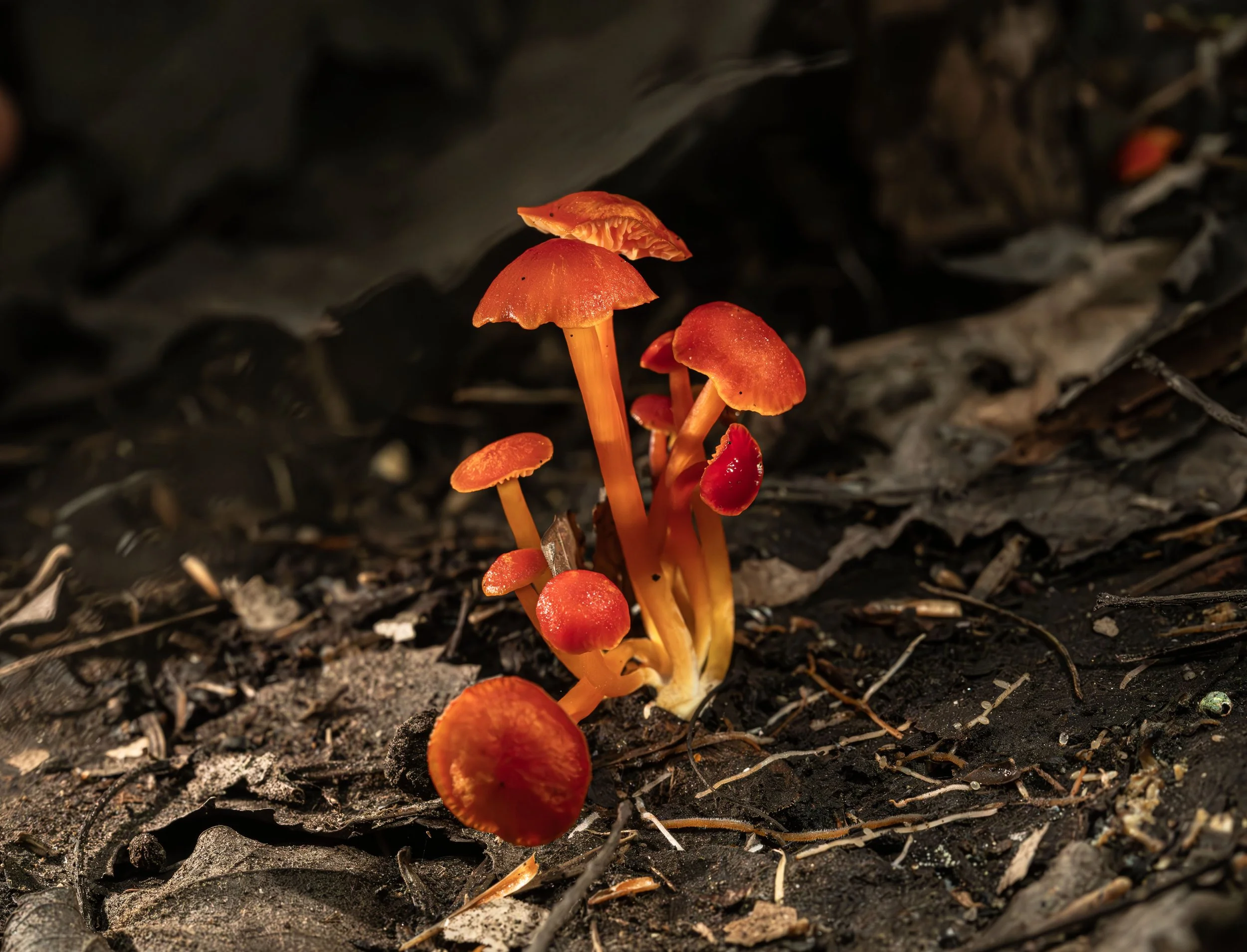 Waxcaps