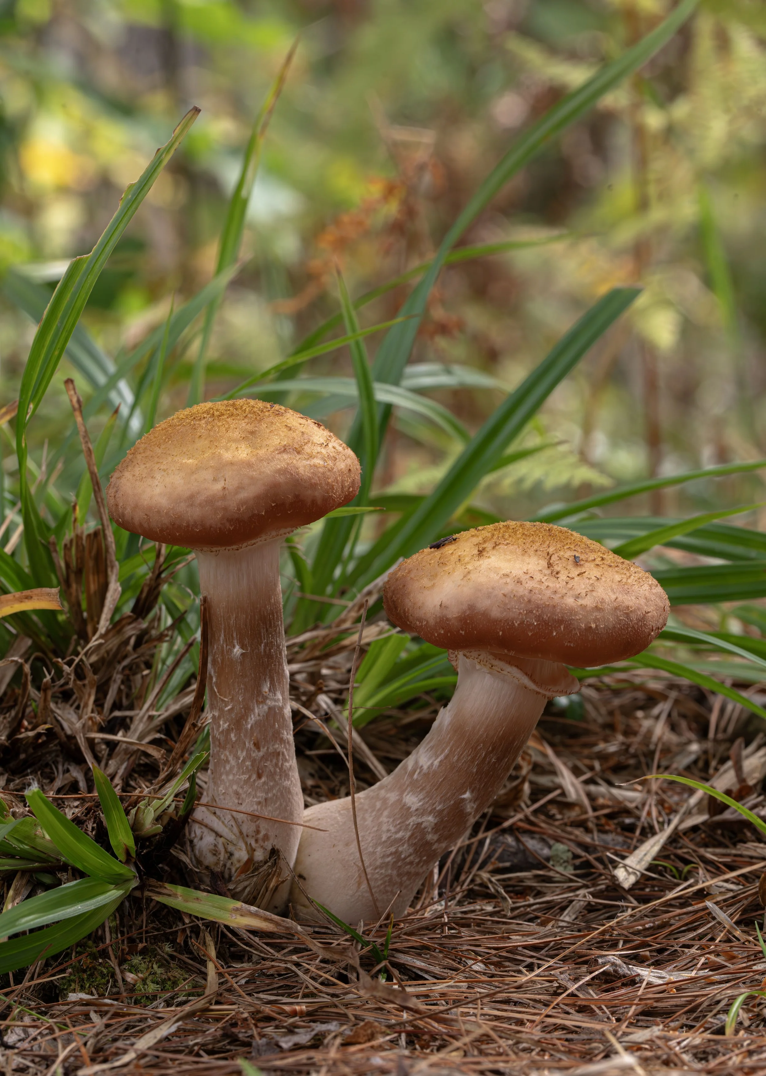 Honey mushrooms