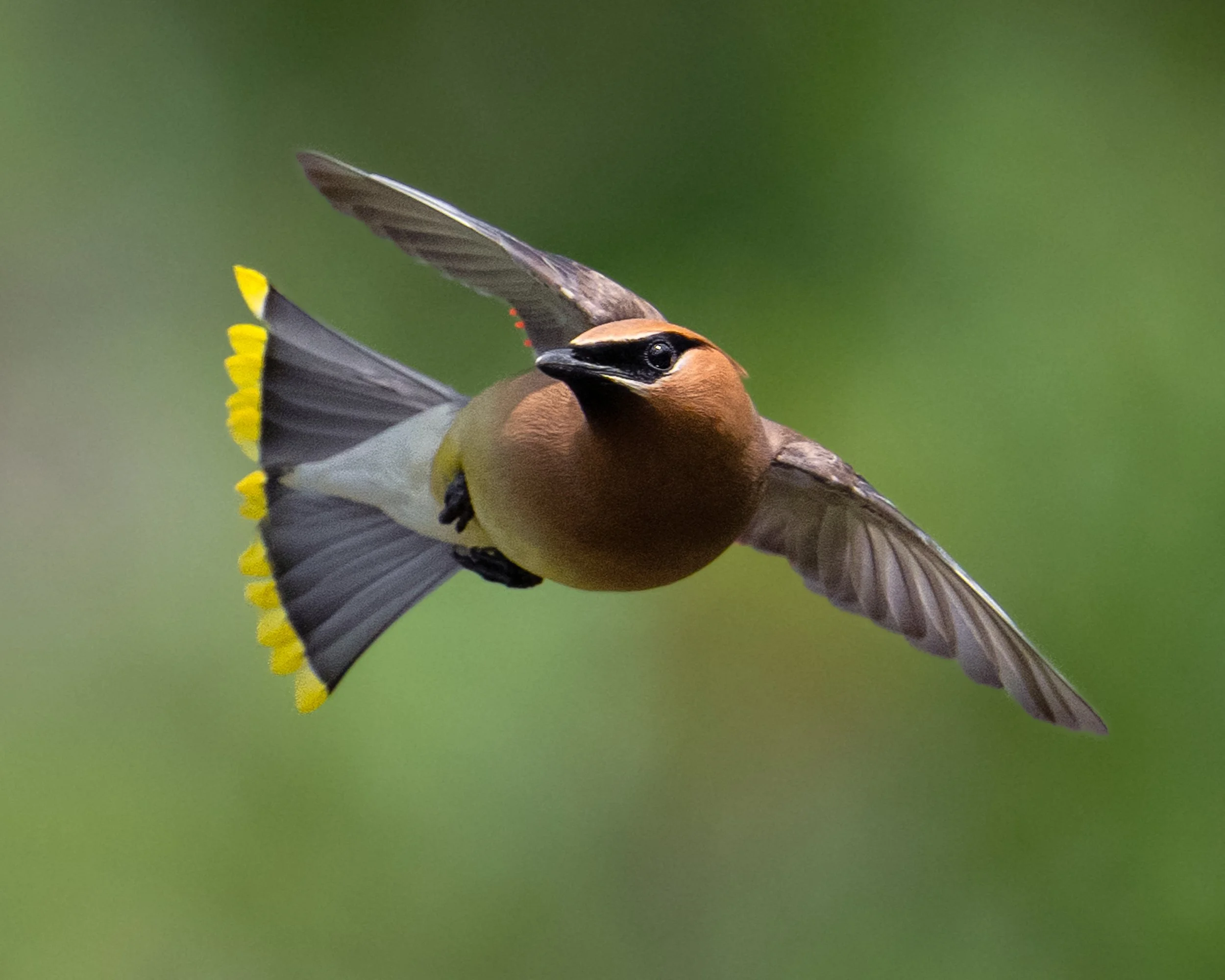 Cedar Waxwing, NH
