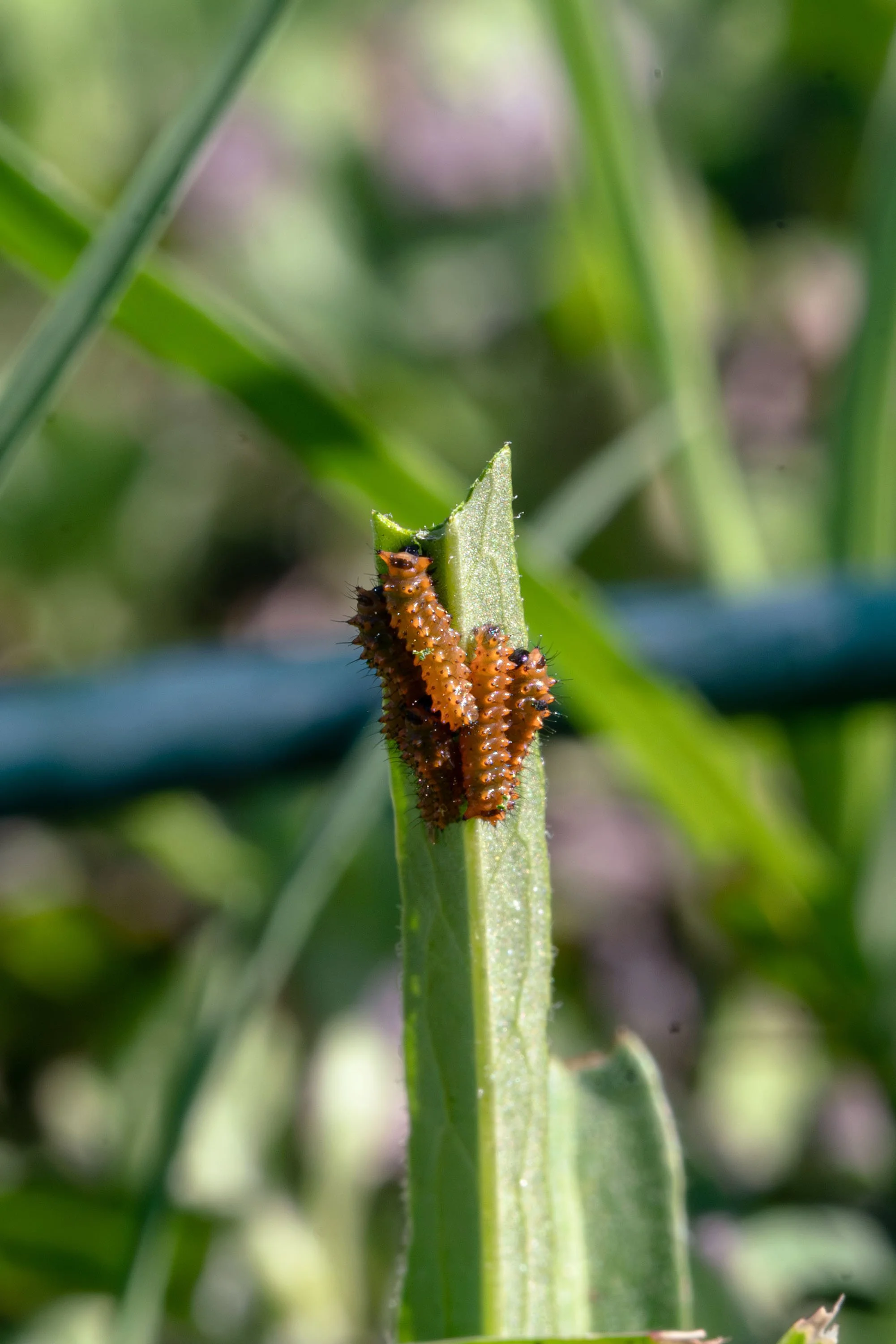 Pipevine Swallowtail youth hatched edit_sized copy.jpg