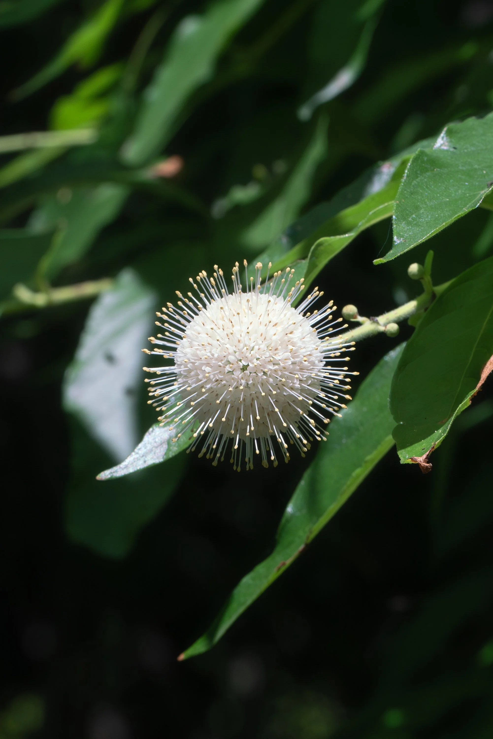 buttontree edit_1 sized.jpg