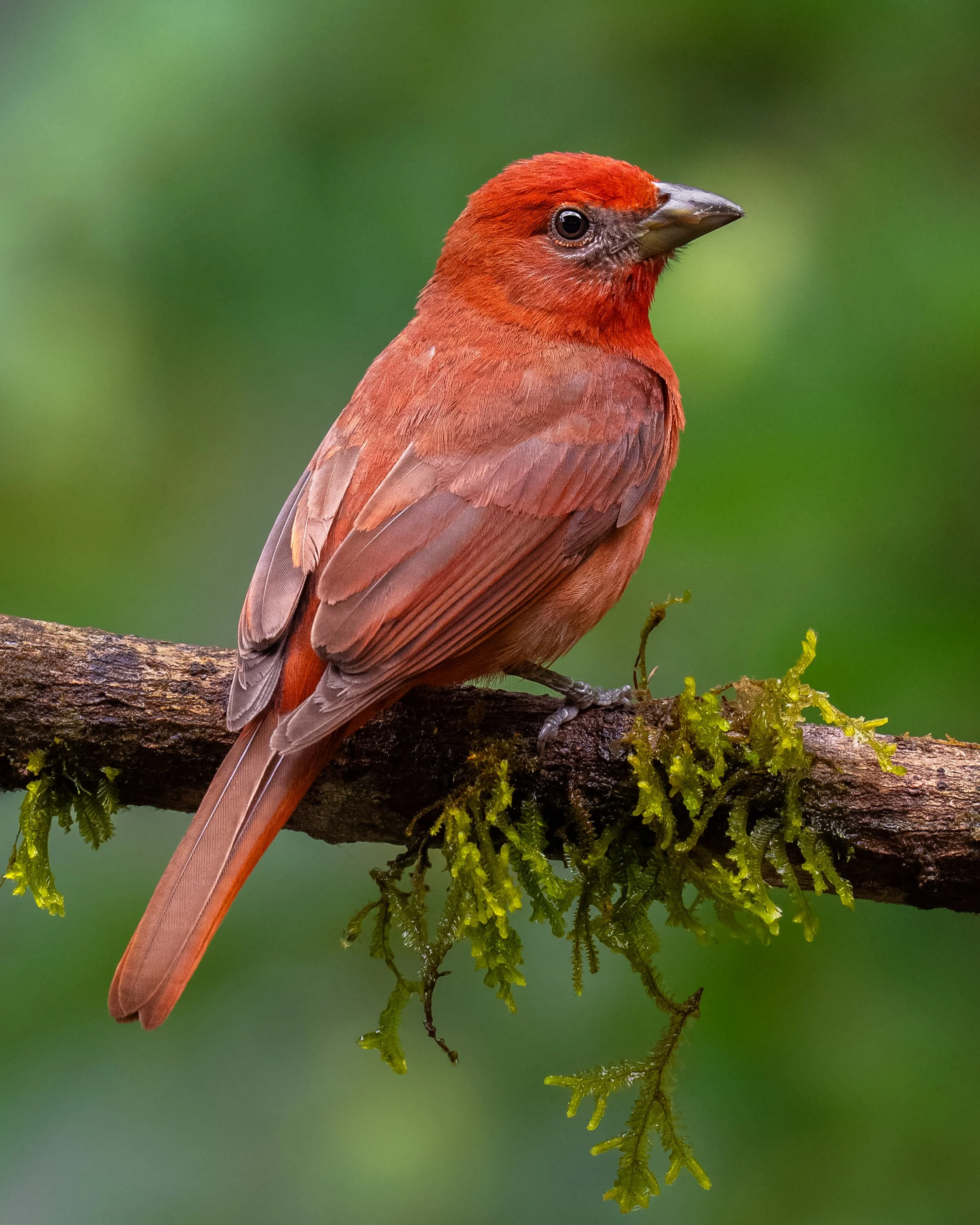 Hepatic Tanager