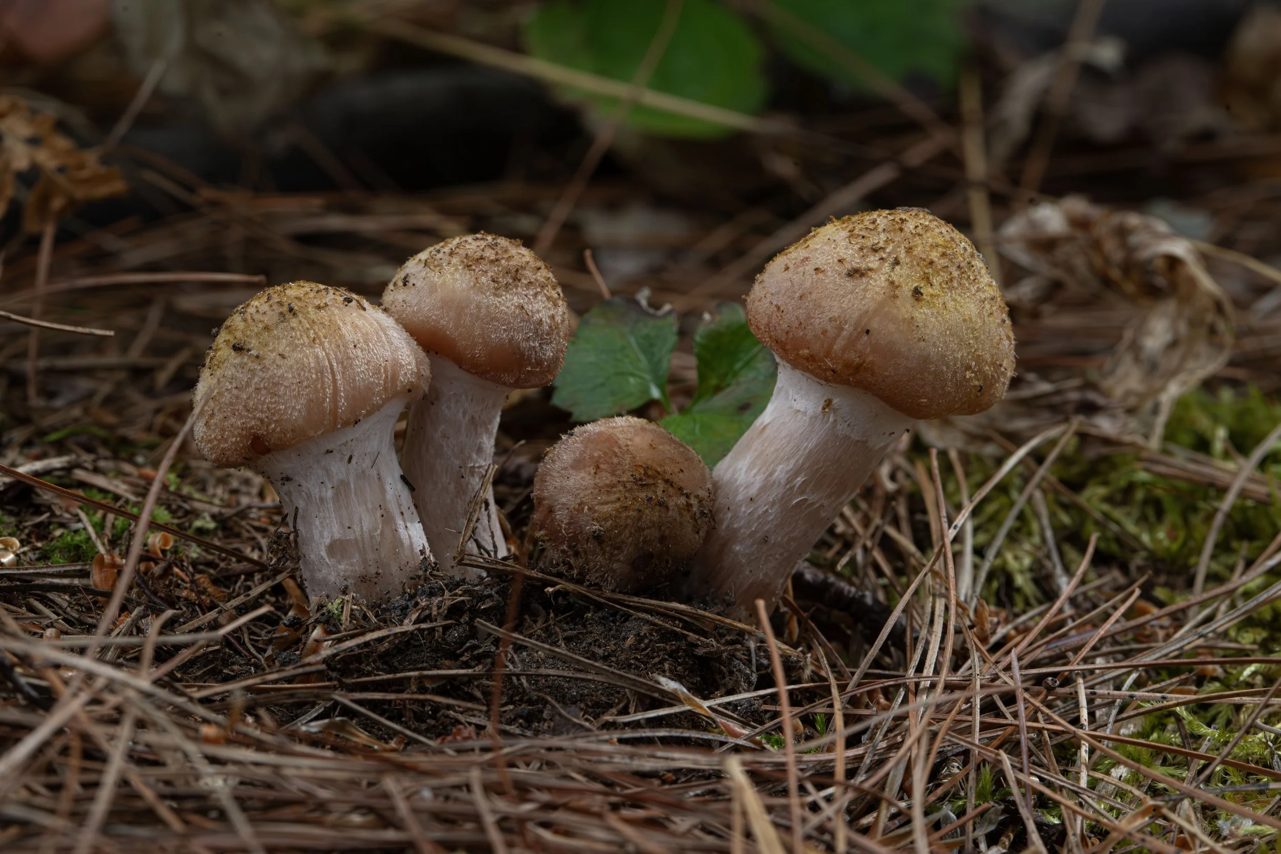 Honey mushrooms