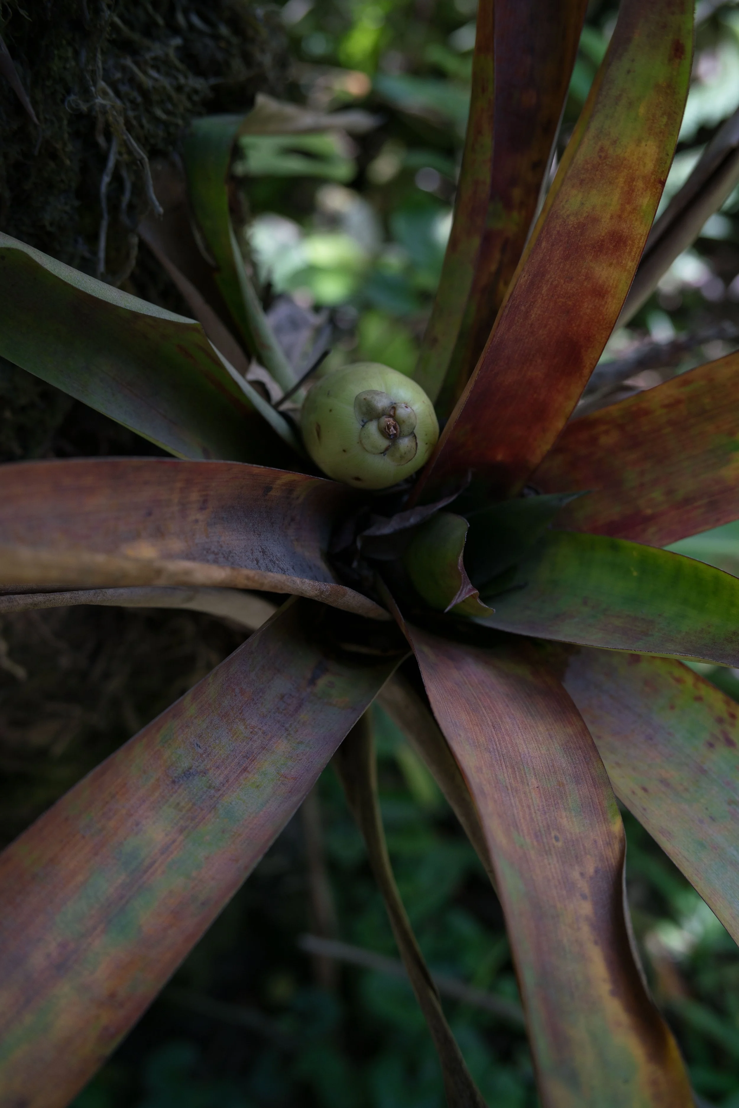 Bromeliad_MonteVerde.jpg