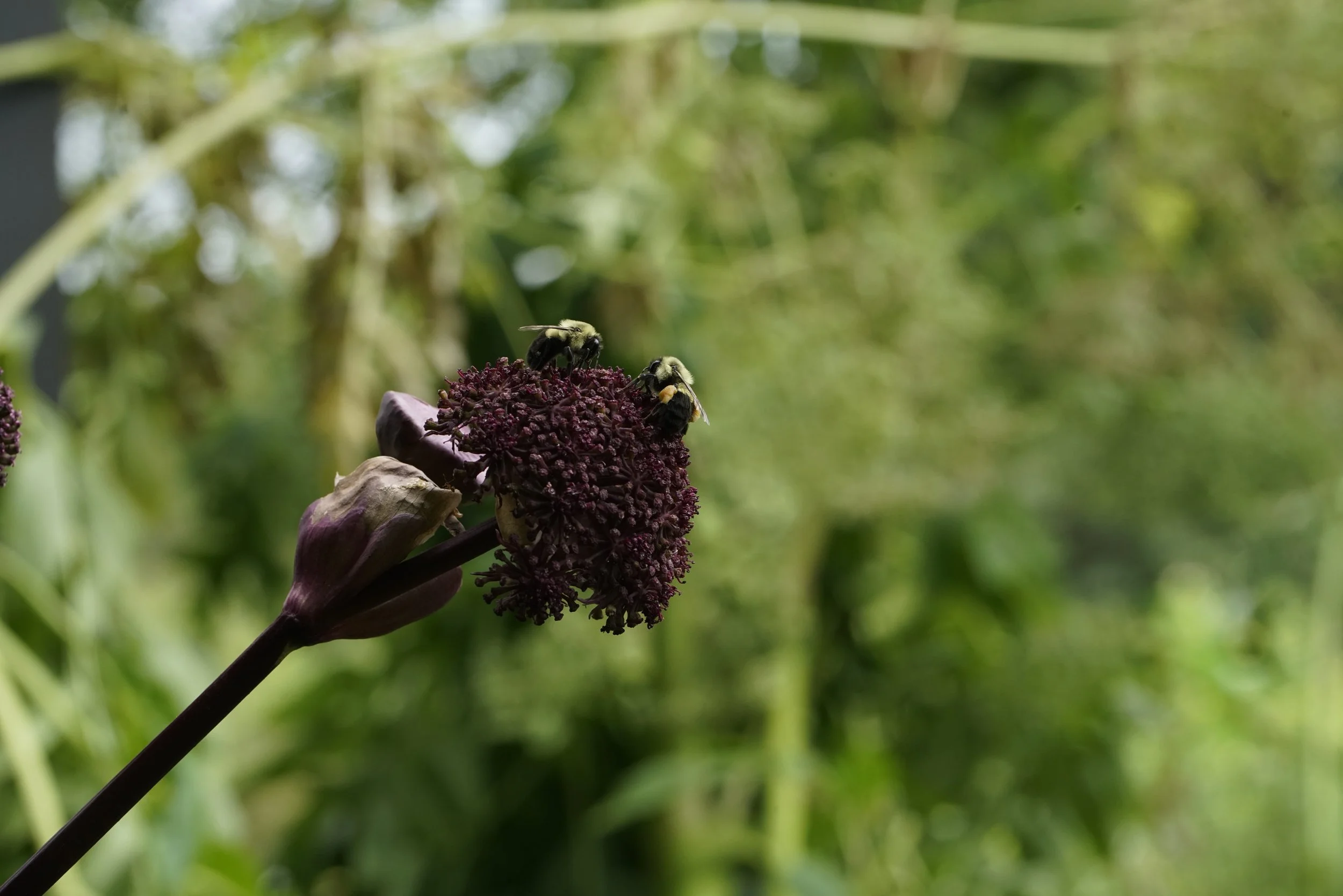 Dig bees