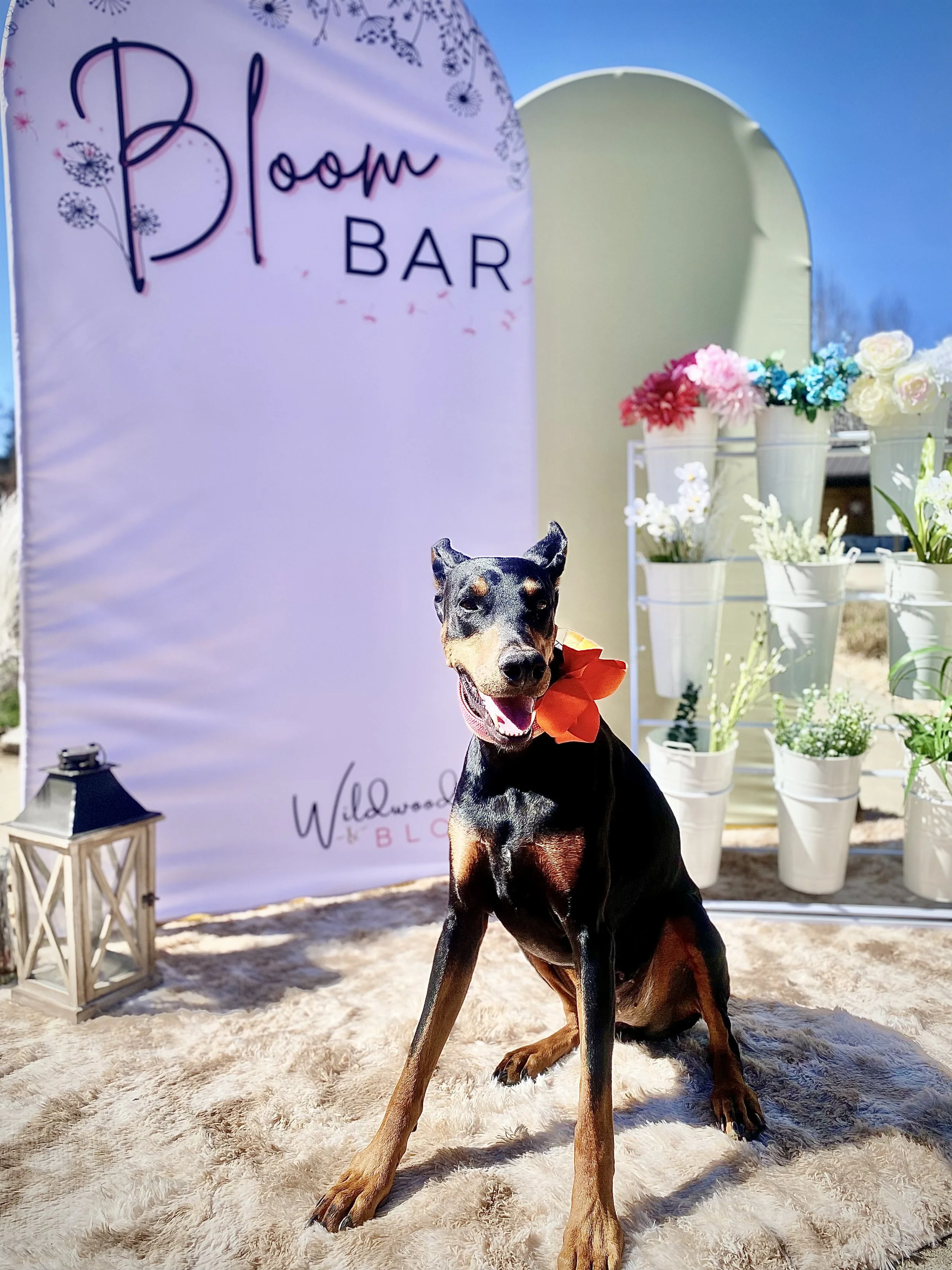 A dog sitting on a furry rug outdoors near a flower stand with a sign that reads 'Bloom Bar,' and various potted flowers in white containers.