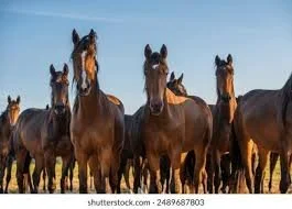 Group of horses standing outdoors against a clear blue sky.