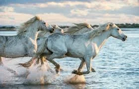 Four horses running through water on a cloudy day.