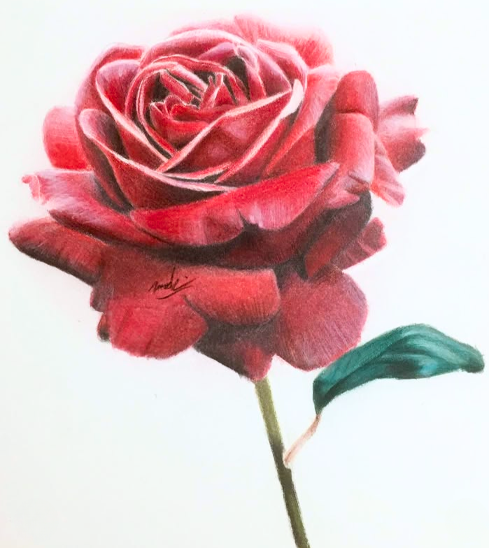 A realistic colored pencil drawing of a red rose with a single green leaf on a white background.