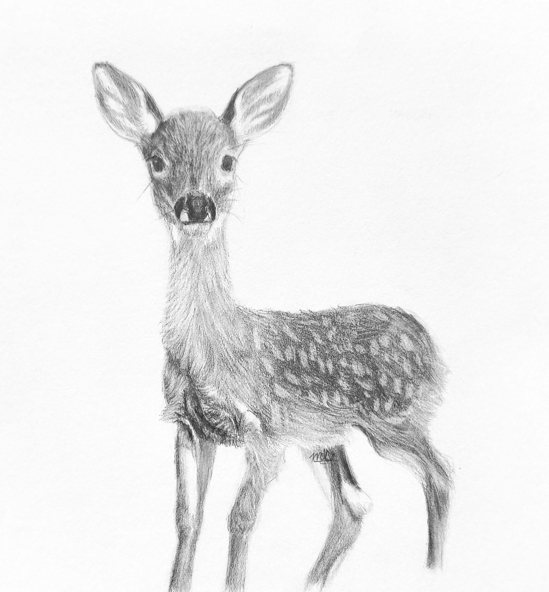 A pencil sketch of a young deer, facing forward with large ears and detailed fur.