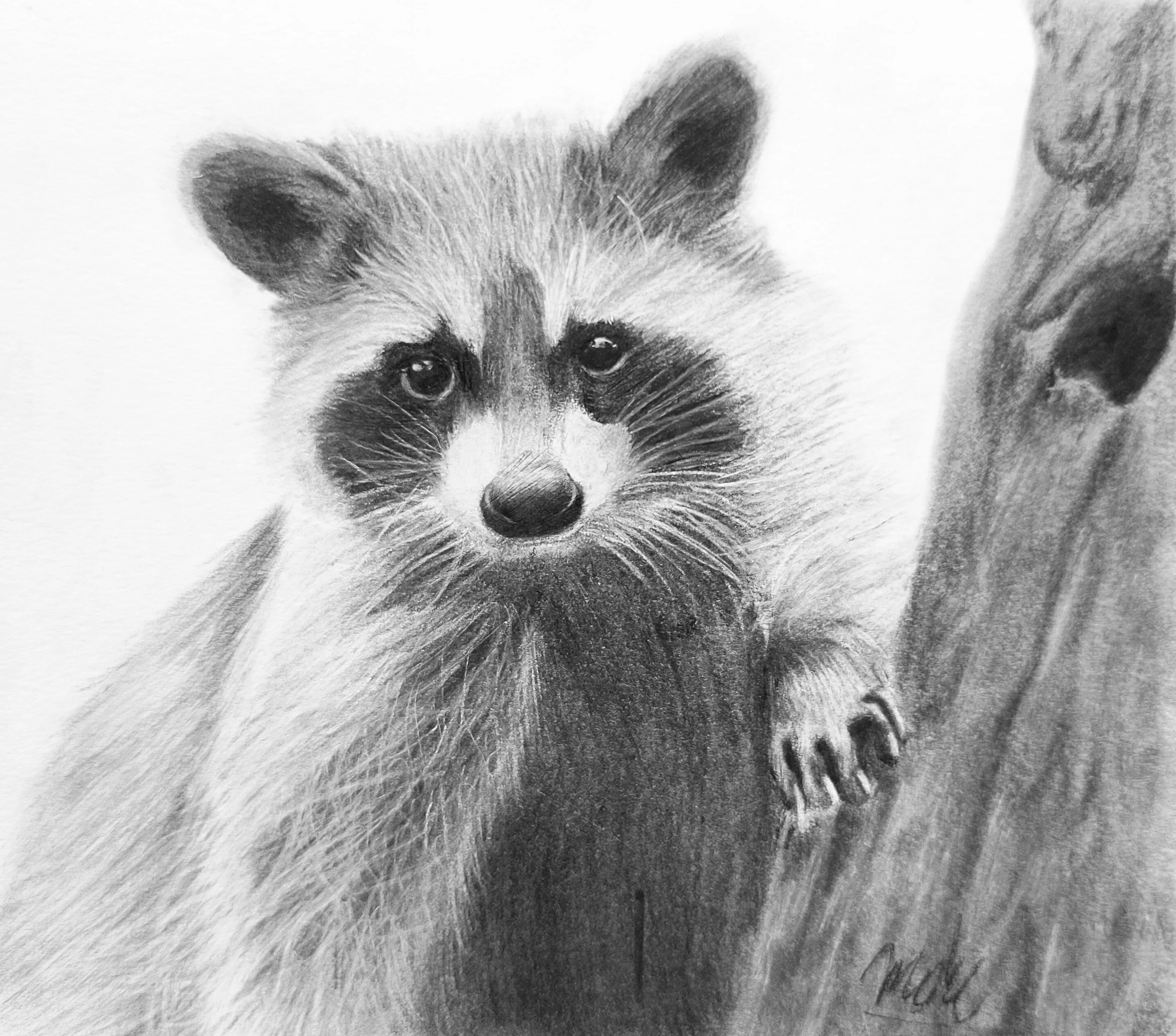 Detailed pencil drawing of a raccoon staring at the viewer, with a tree trunk visible on the right side.