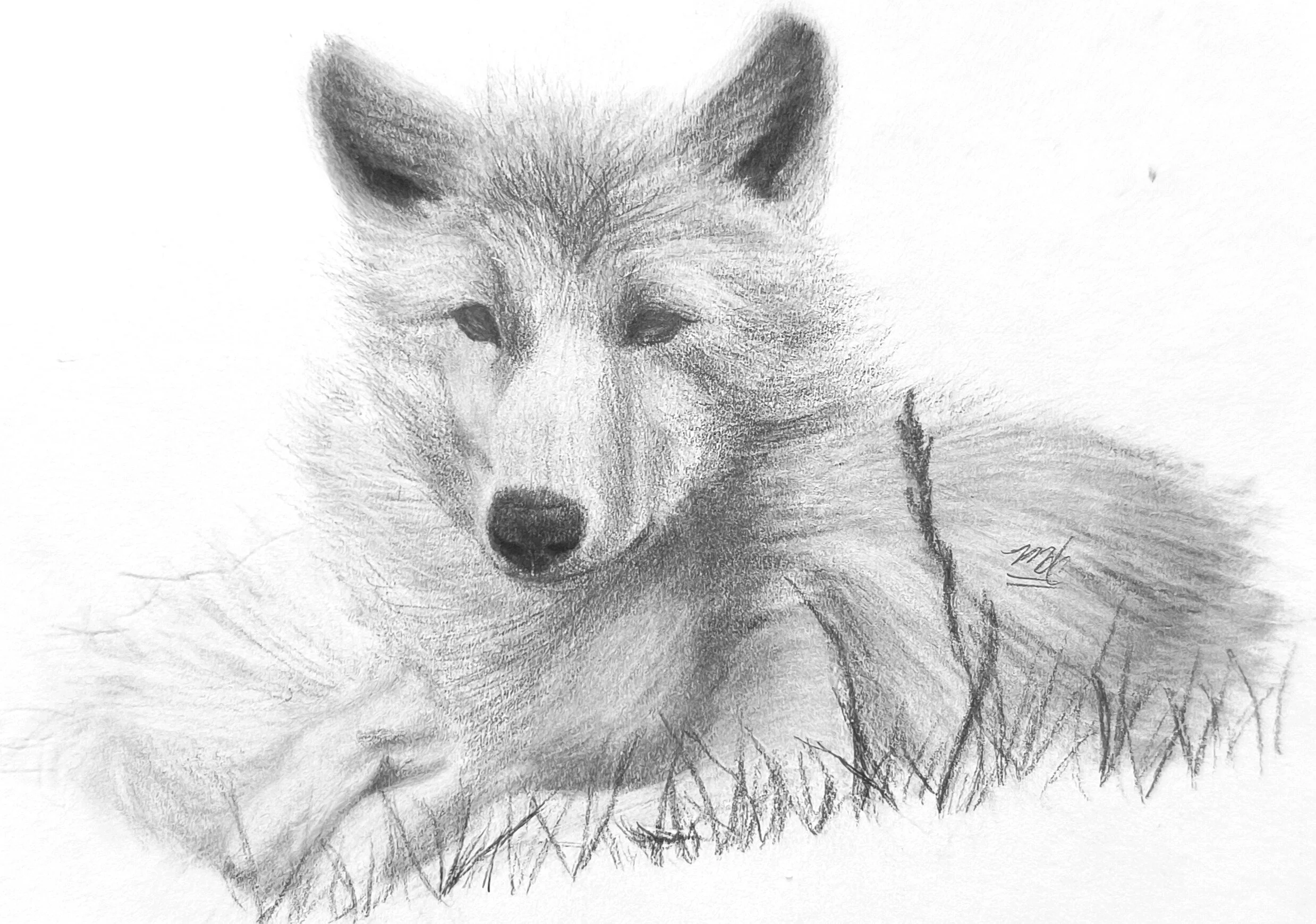 A detailed pencil sketch of a fox lying on the ground, with its head slightly tilted and its eyes closed.