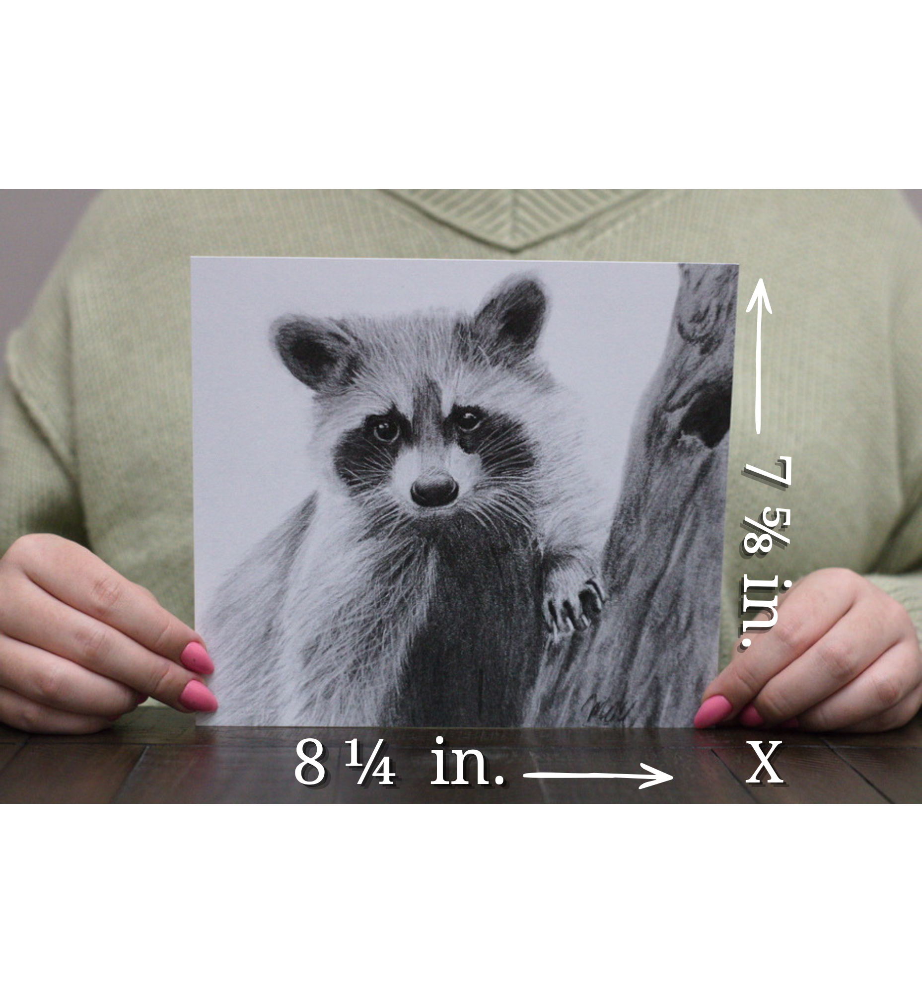 Measurements within photo raccoon.png
