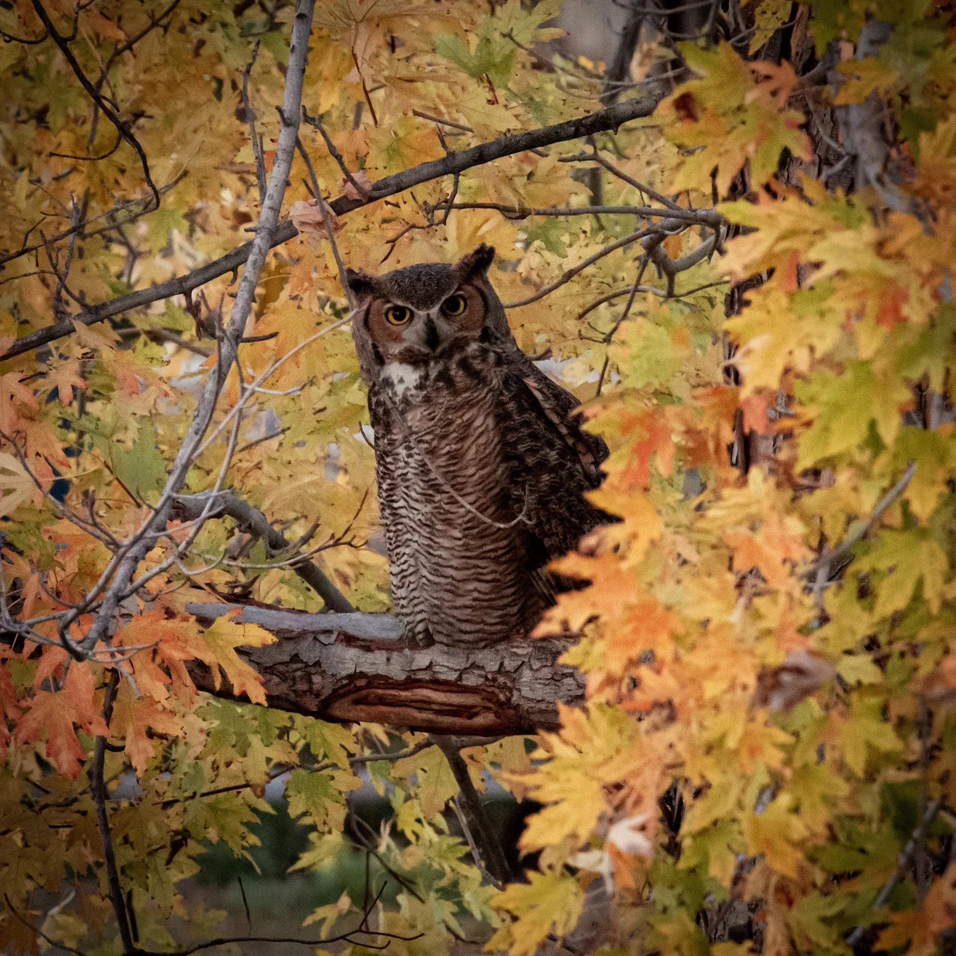 Owl.jpg