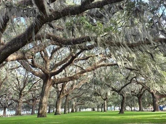 Oak trees with Spanish moss draping down over a grassy field at Daffin Park