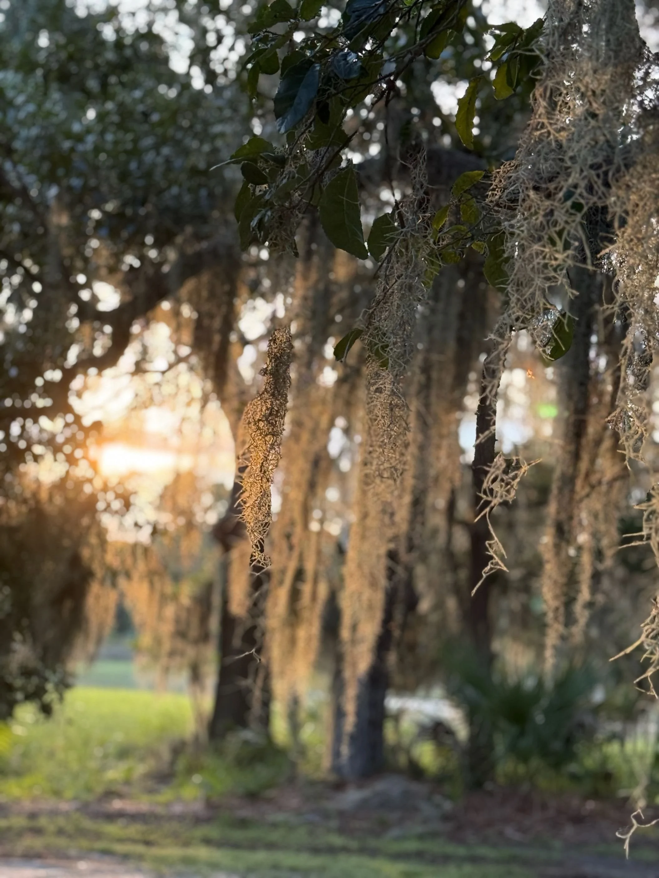 Spanish moss, is actually an air plant