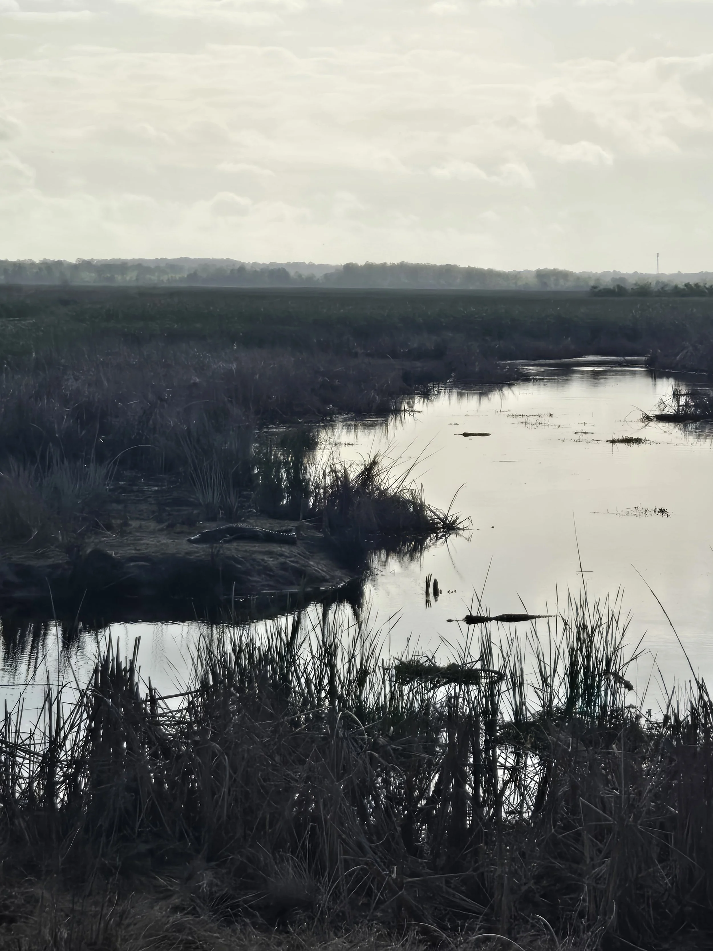 Savannah Wildlife Refuge, There are 2 gators in this picture