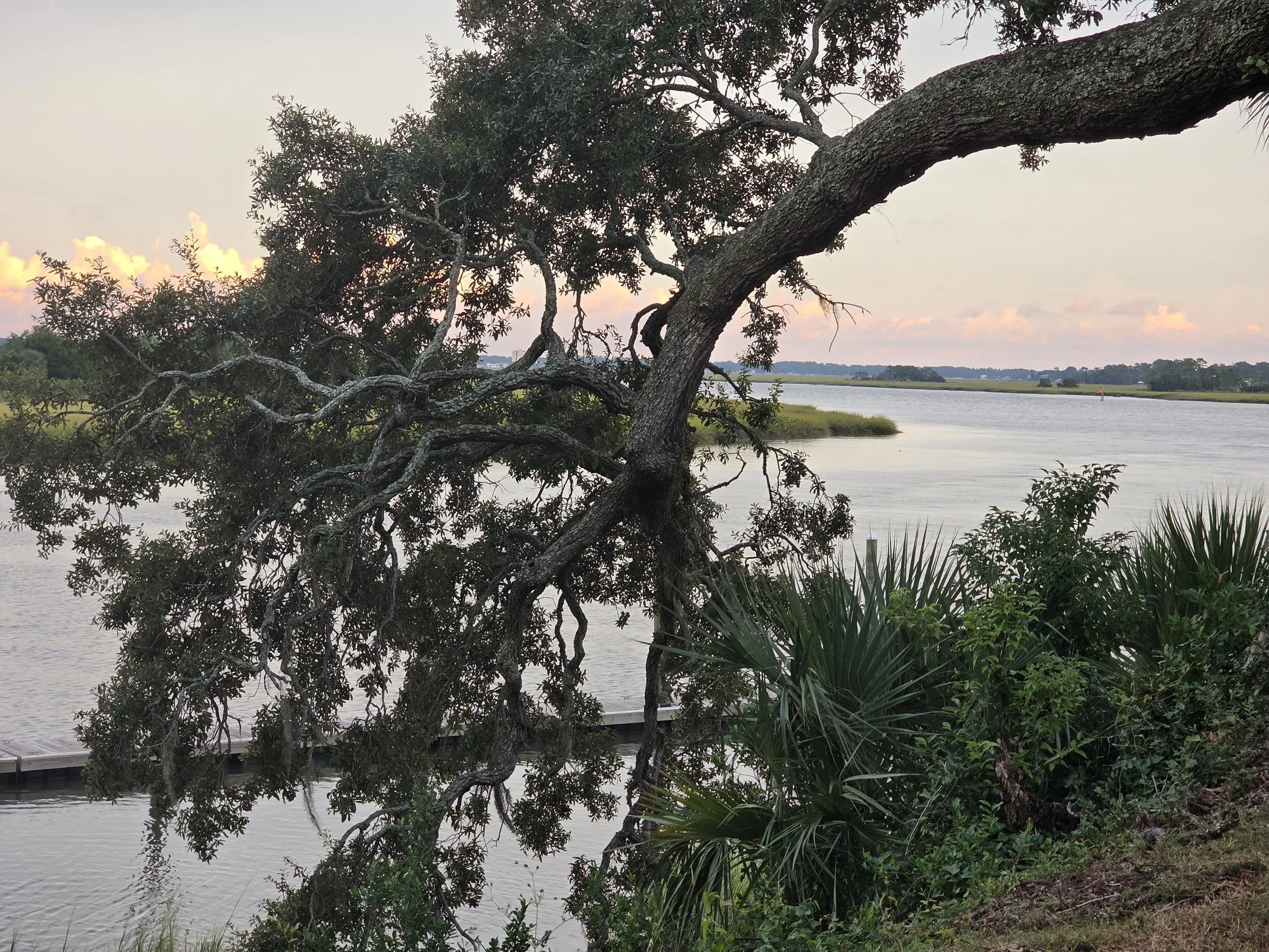 A large tree with twisted branches leaning over a calm river at sunset, surrounded by greenery and small plants.
