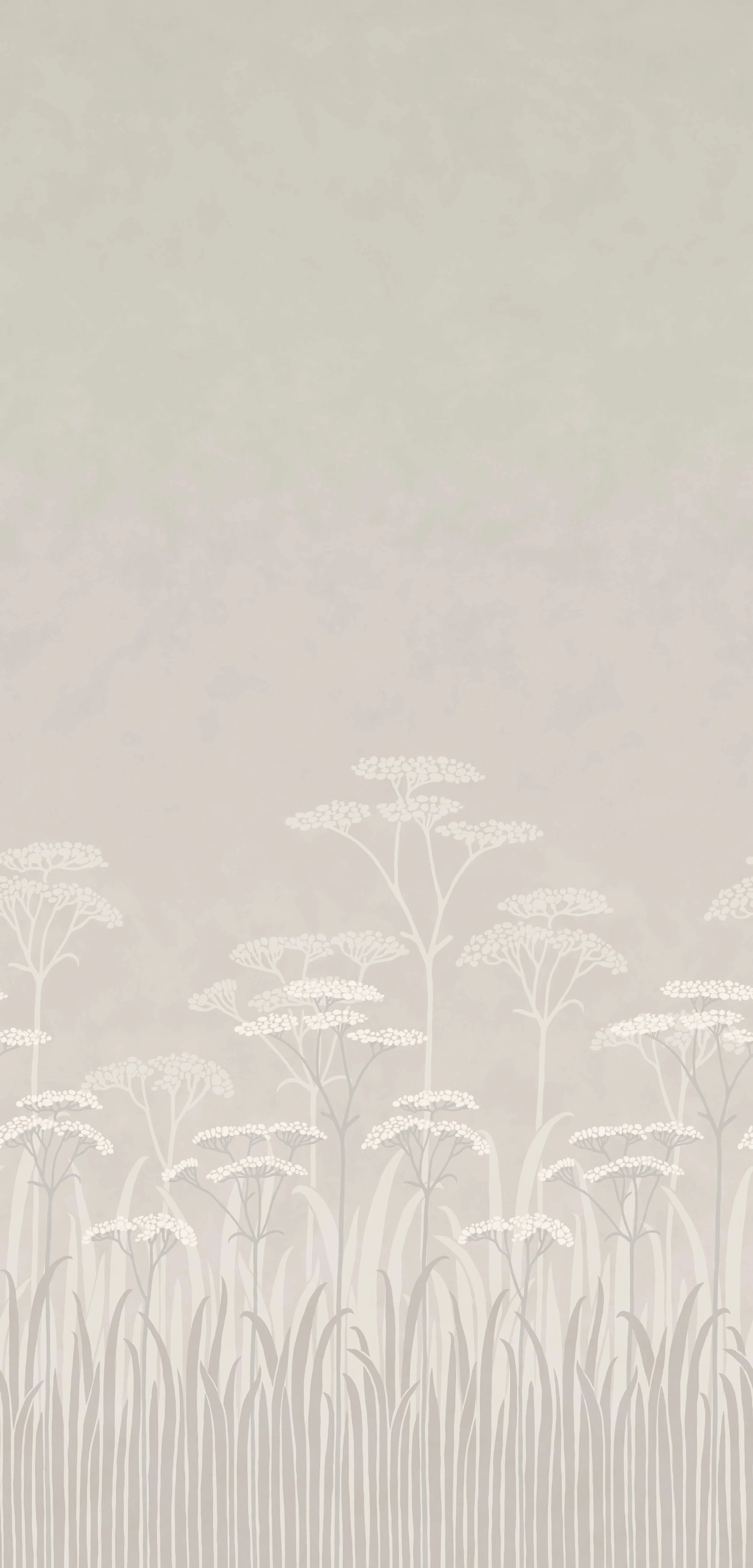 Achillea - Brume