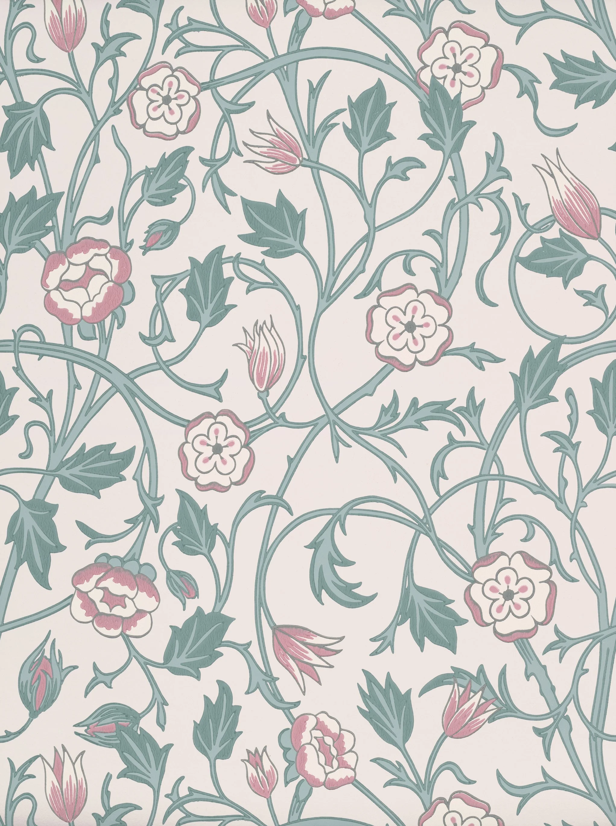 May's Tulip - Joanna