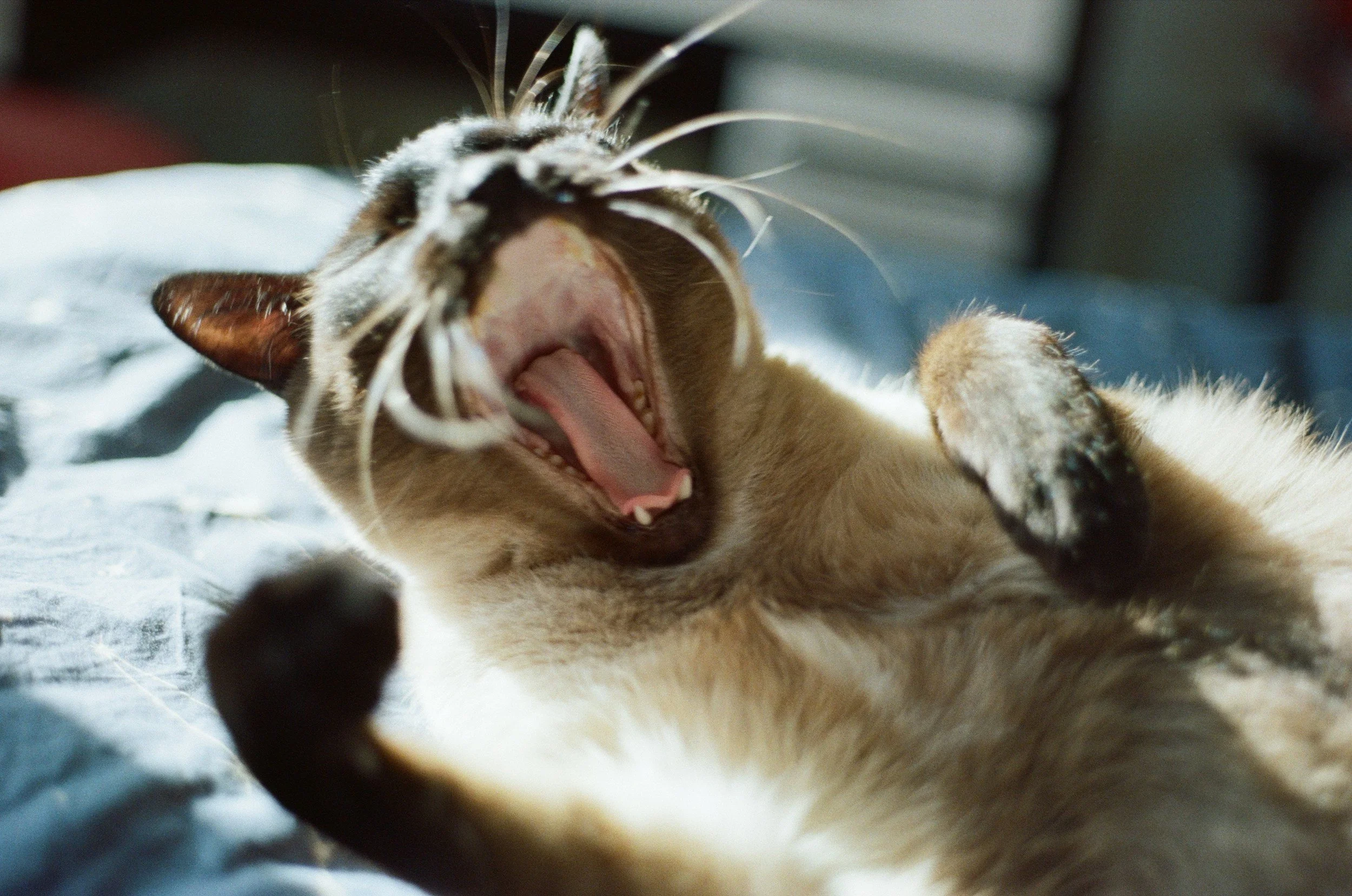 A cat yawning, lying on its side on a bed.