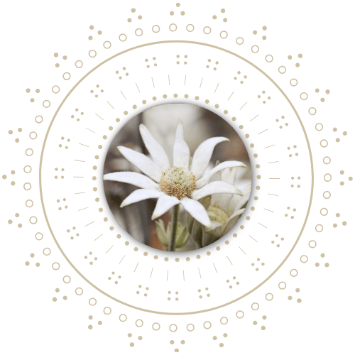 Flannel Flower - A white flower with multiple petals in the center, surrounded by a decorative circular pattern of dots and lines on a black background.