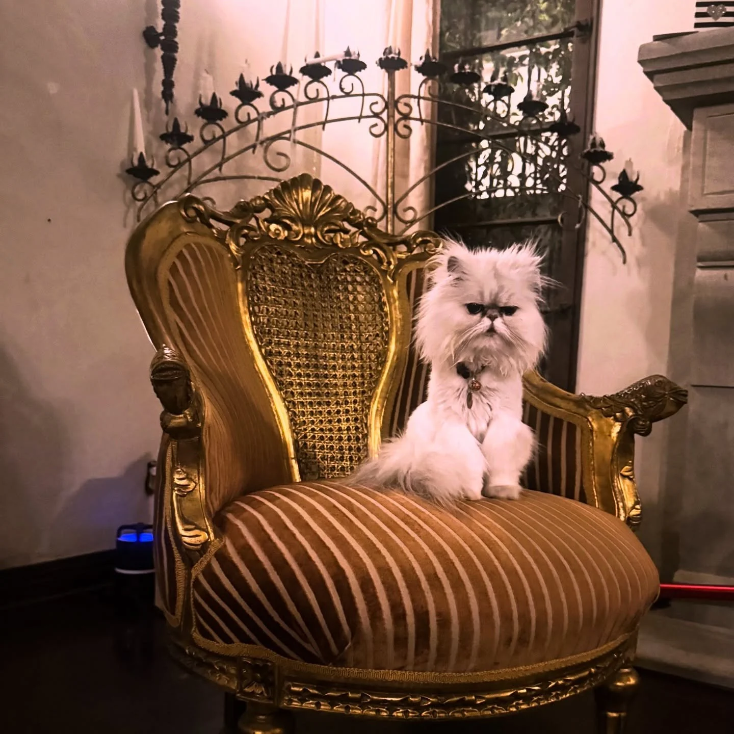 Nothing like a scouring a great antique (set) to uplift your mood! And in less than 30 minutes @m.r.muffin  had claimed my new cane back chairs as his bday gift! Thanks @blueparakeetrugs - perfect fit for @1929spanishla